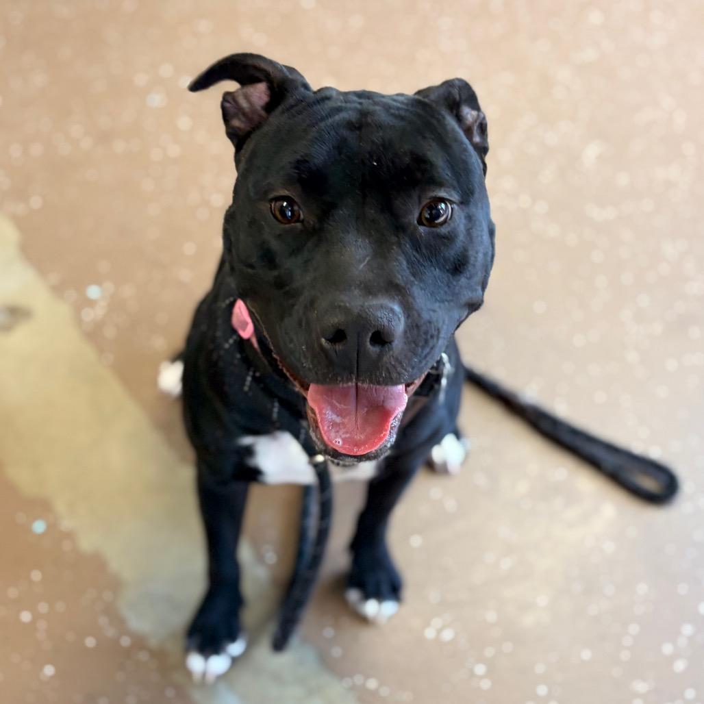 Xena, Adoptable, Young Female Pit Bull Terrier.