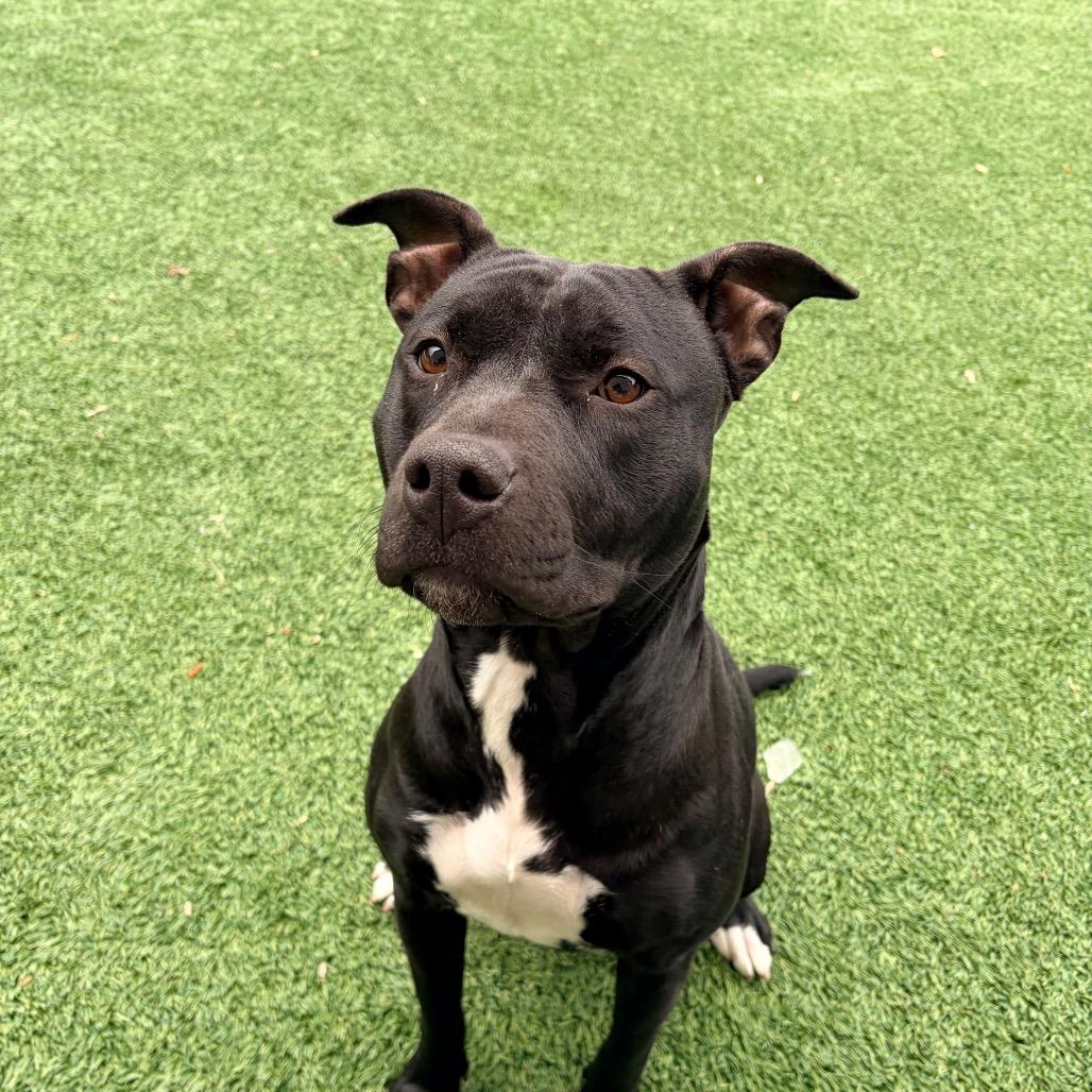 Enlarge Xena, a Adoptable Pit Bull Terrier in Belleville, IL image 2/4