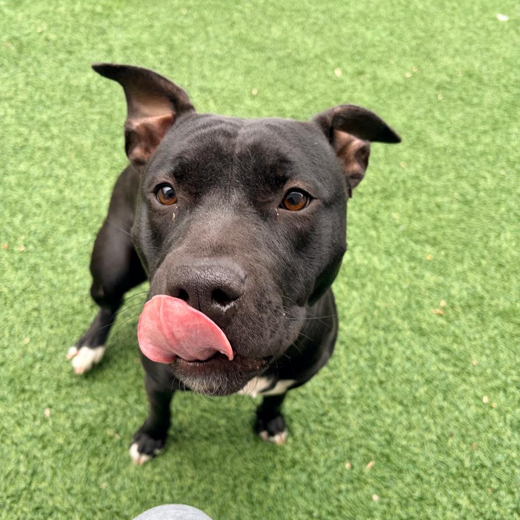 Enlarge Xena, a Adoptable Pit Bull Terrier in Belleville, IL image 3/4