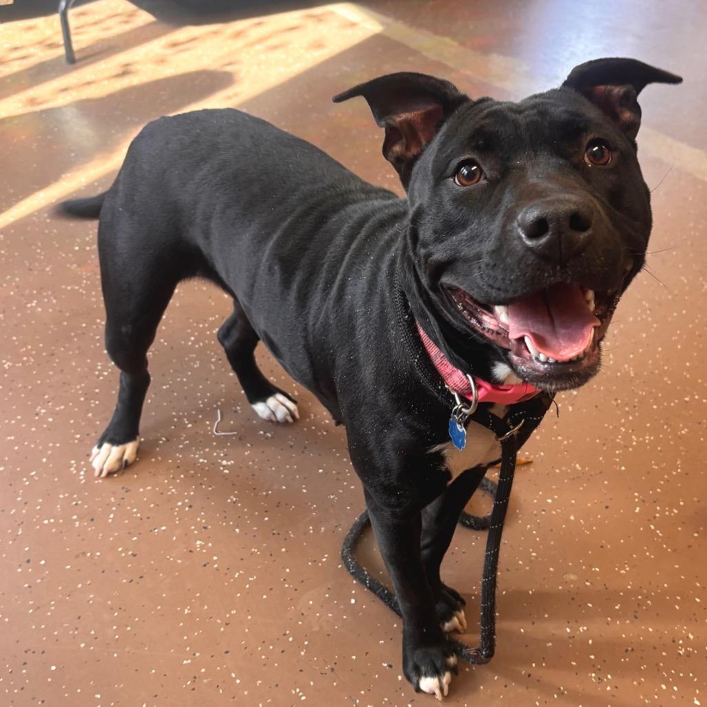 Enlarge Xena, a Adoptable Pit Bull Terrier in Belleville, IL image 4/4