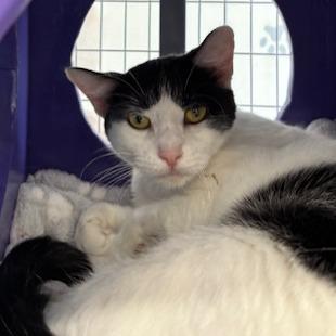 Sophia, Adoptable, Young Female Domestic Short Hair.