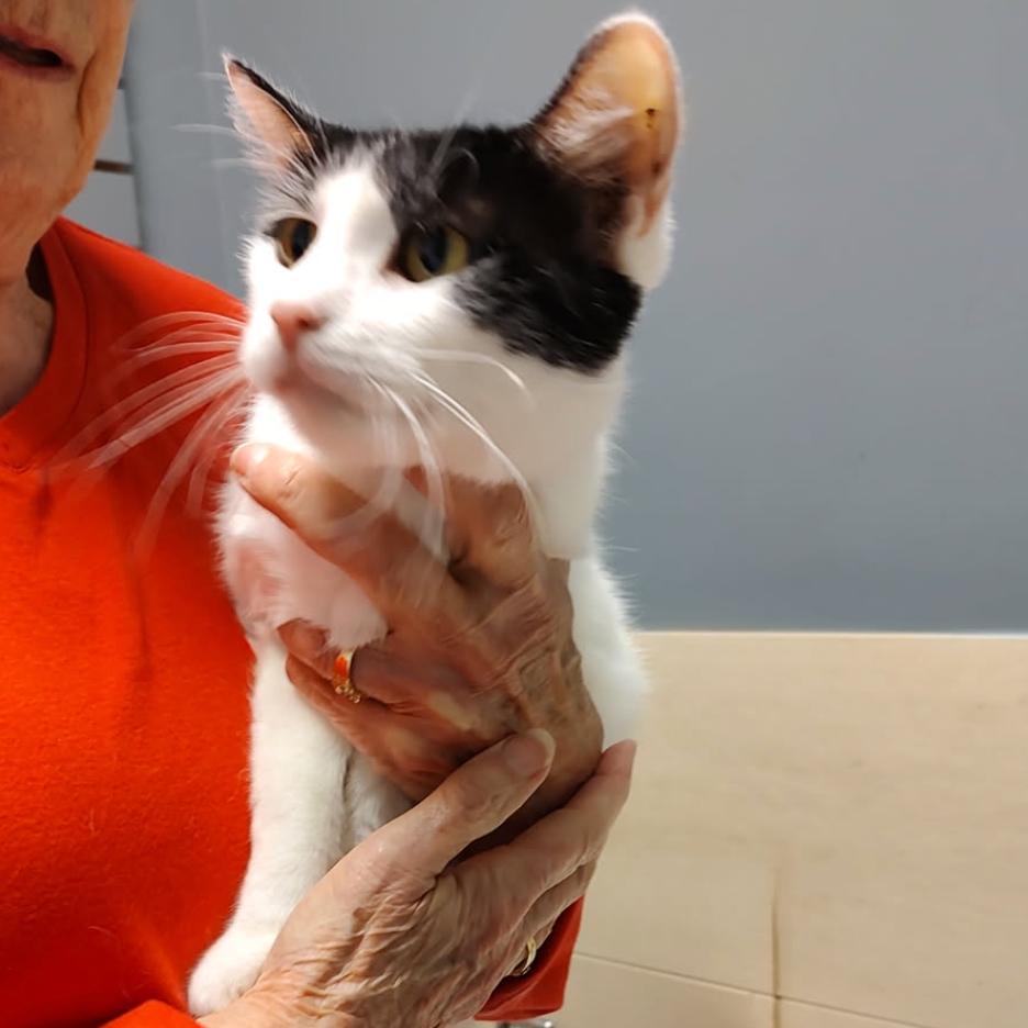 Sophia, Adoptable, Young Female Domestic Short Hair.