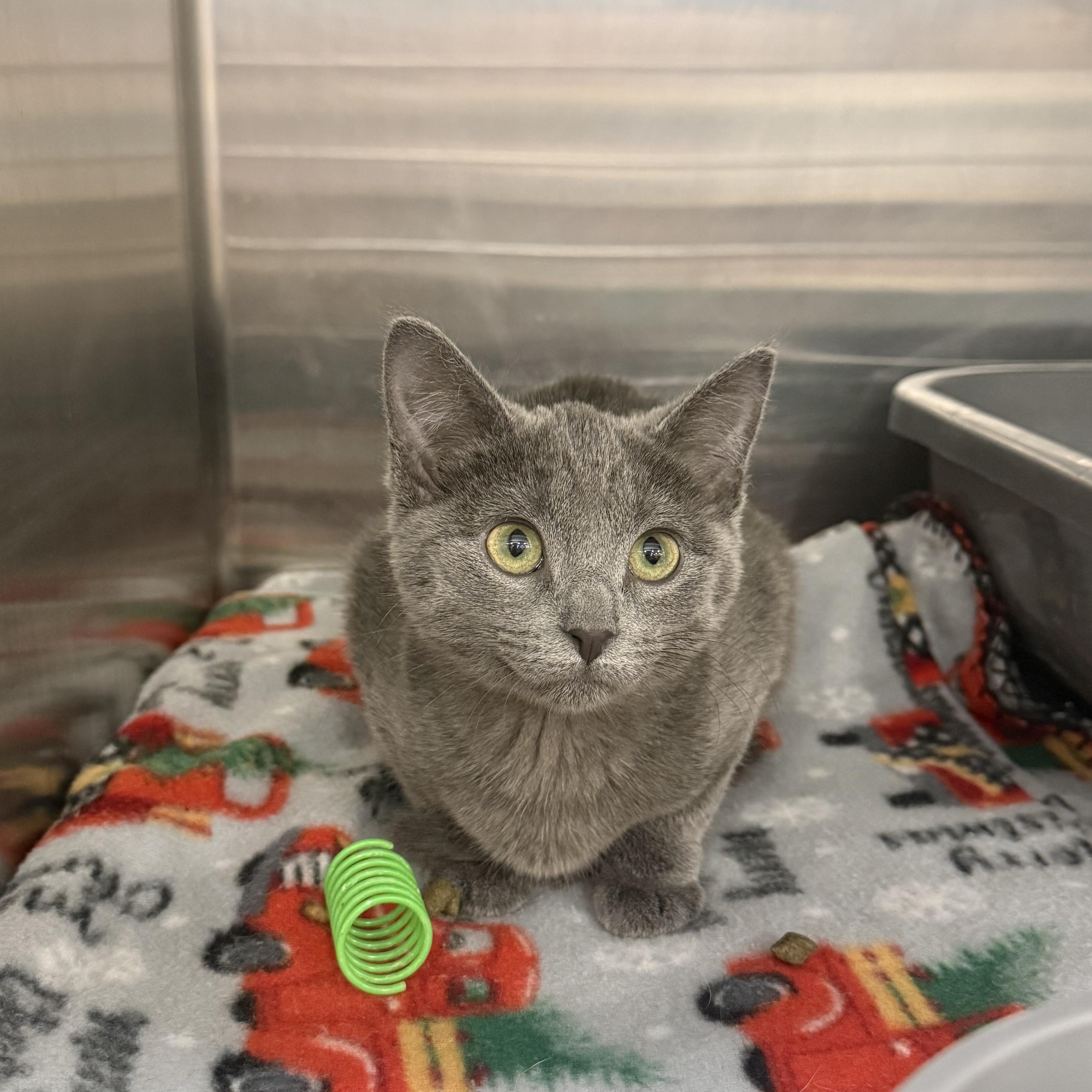 Boo, an adopted mixed breed in Peoria, IL image 1/2