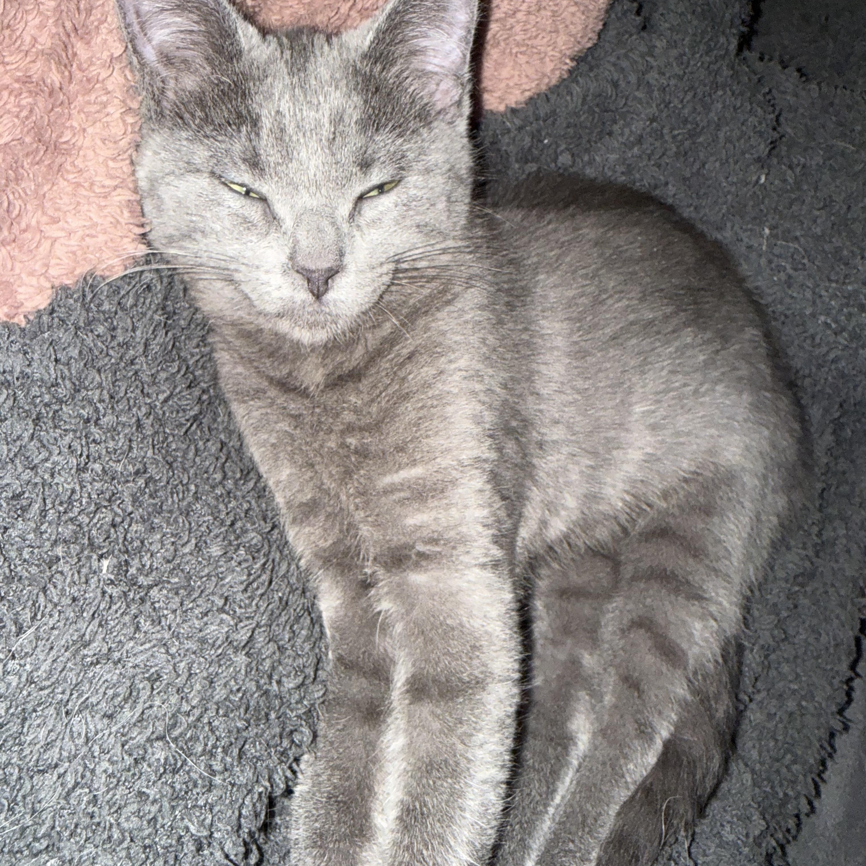 Boo, an adopted mixed breed in Peoria, IL image 2/2