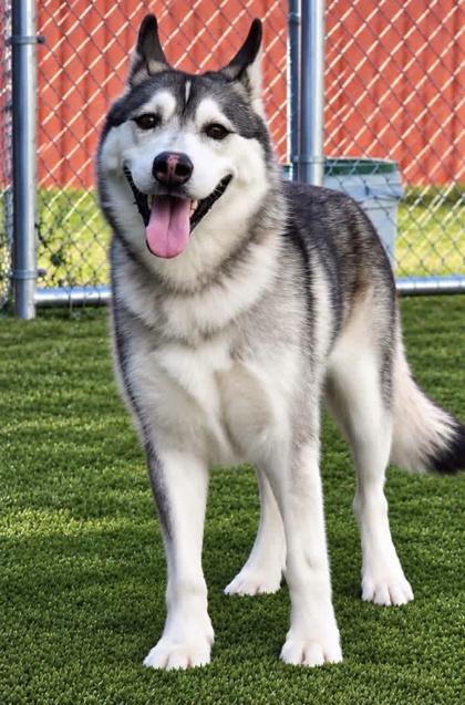 Isabel (Izzy) 4669, Adoptable, Adult Female Mixed Breed & Mixed Breed.