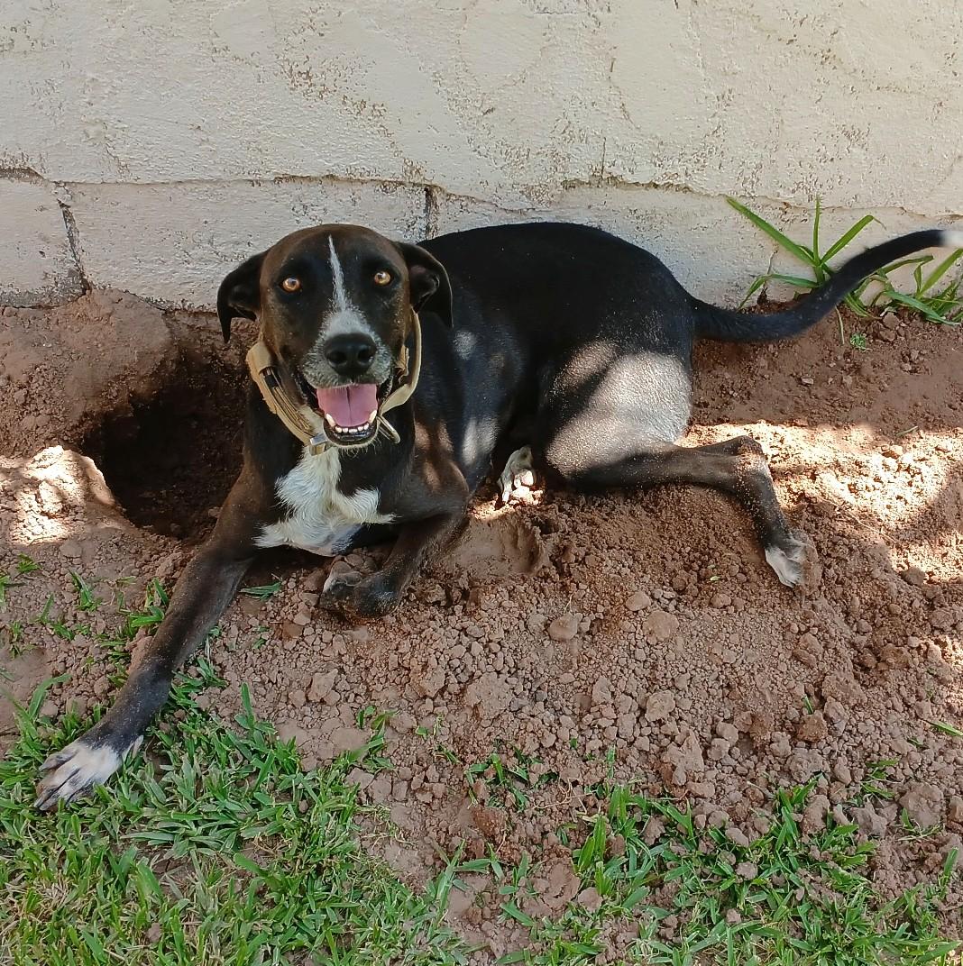 King Julien, an adoptable Hound in Mexicali, BCN, 21280 | Photo Image 3
