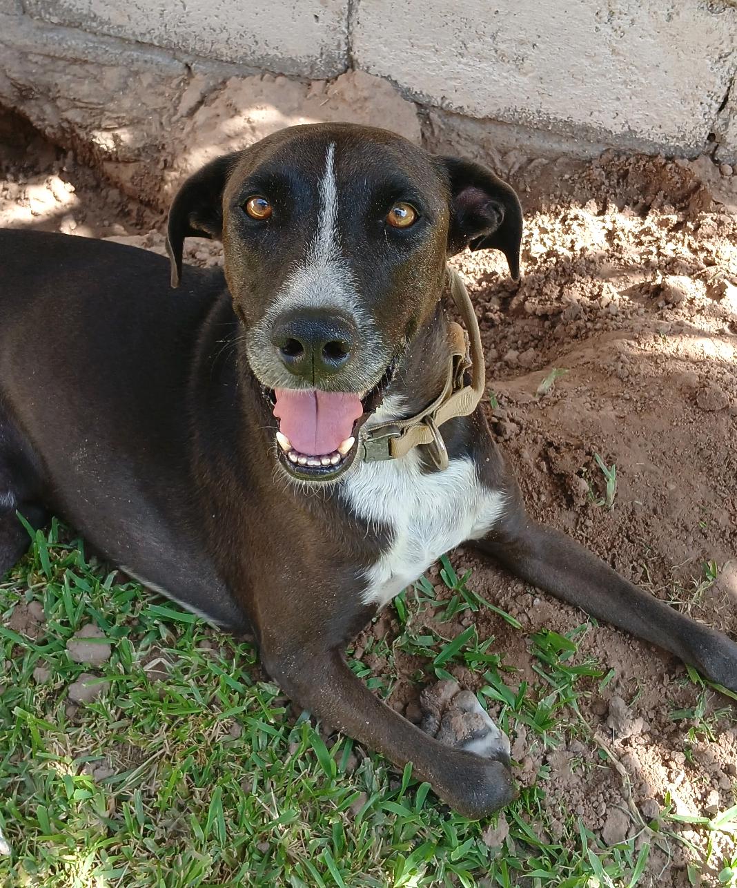 King Julien, an adoptable Hound in Mexicali, BCN, 21280 | Photo Image 1