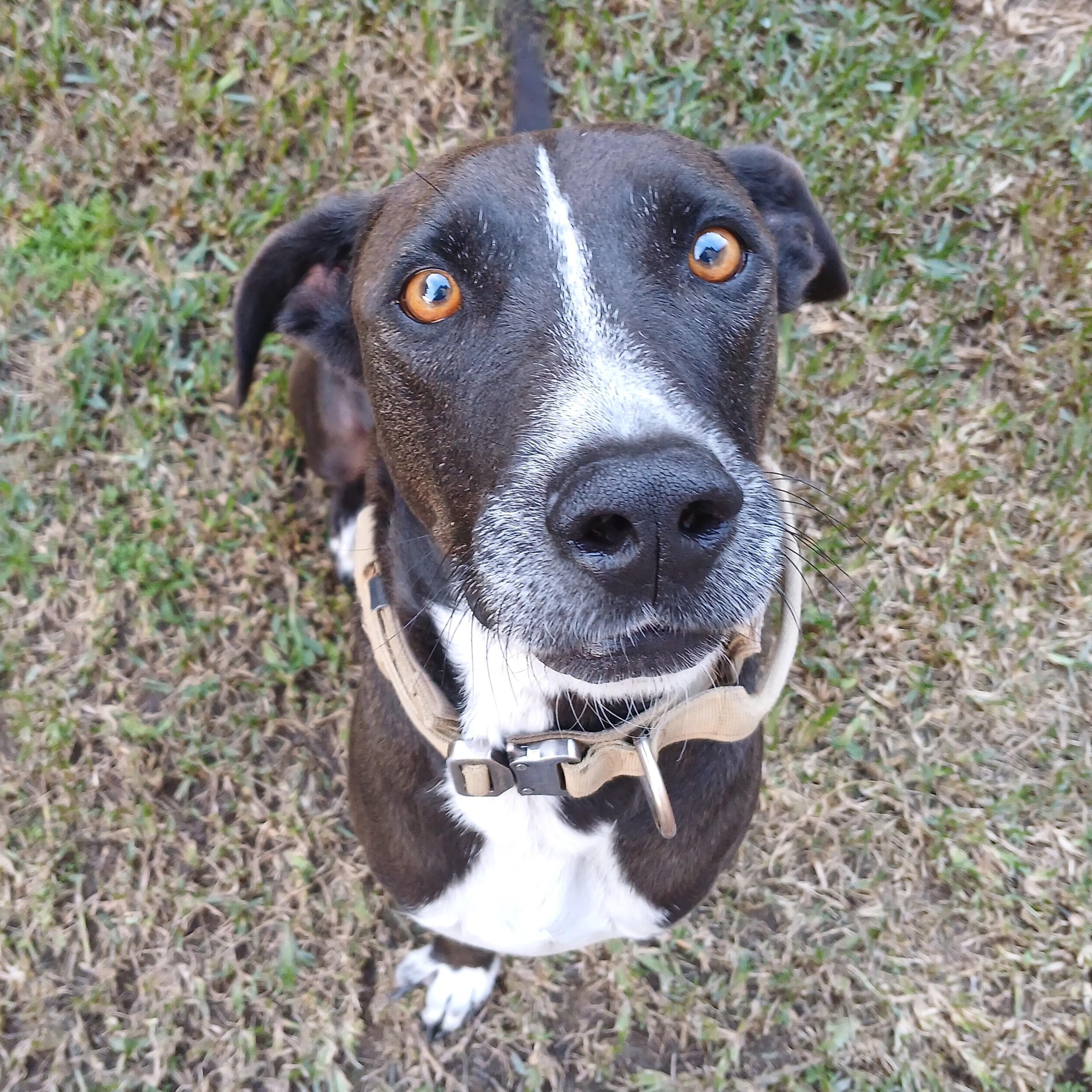 King Julien — thumbnail 3