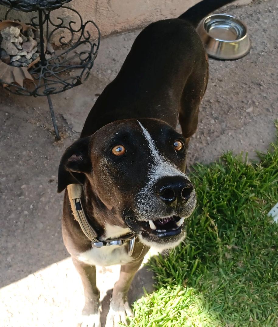 King Julien, an adoptable Hound in Mexicali, BCN, 21280 | Photo Image 2