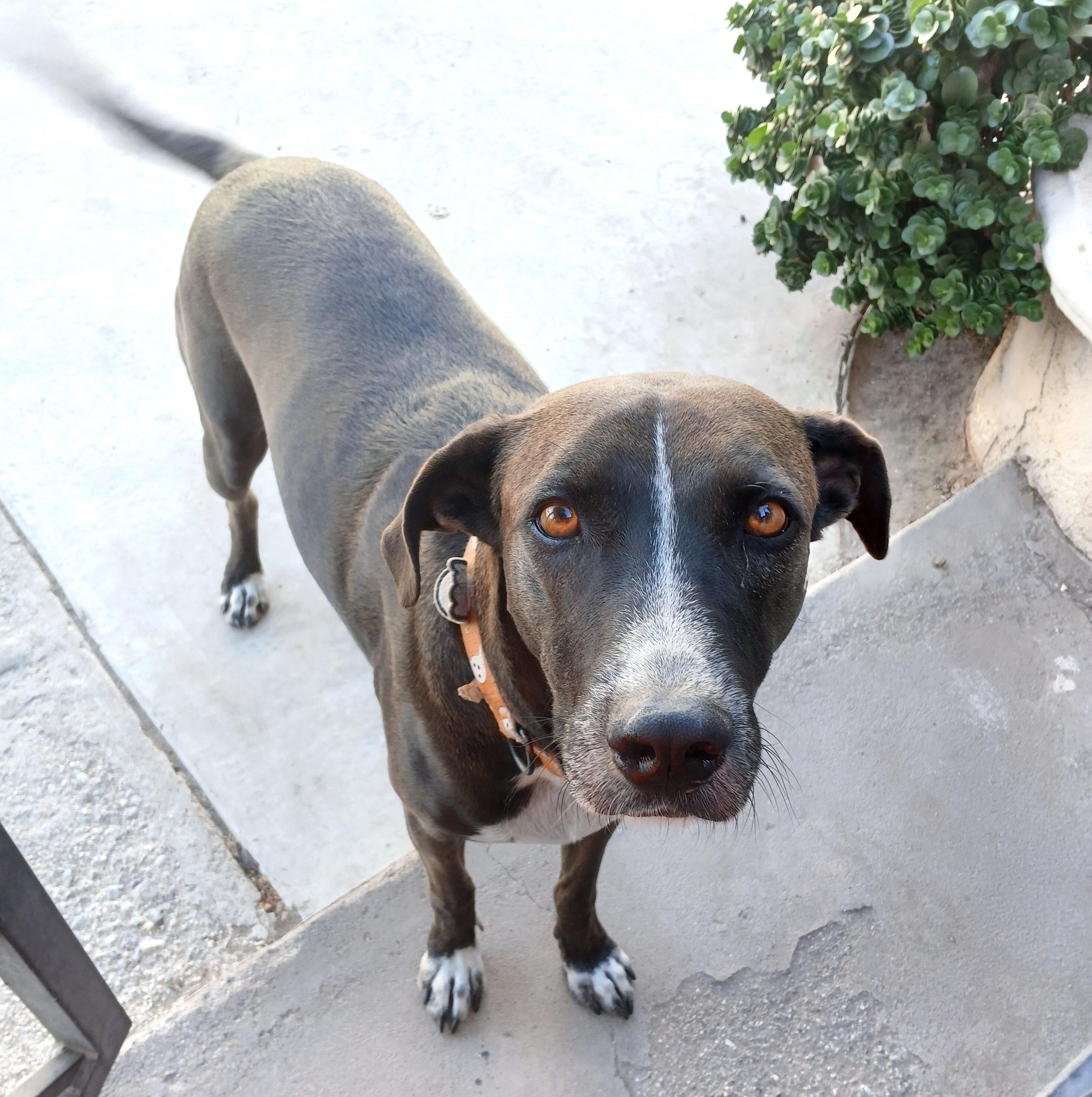 King Julien, an adoptable Hound in Mexicali, BCN, 21280 | Photo Image 5