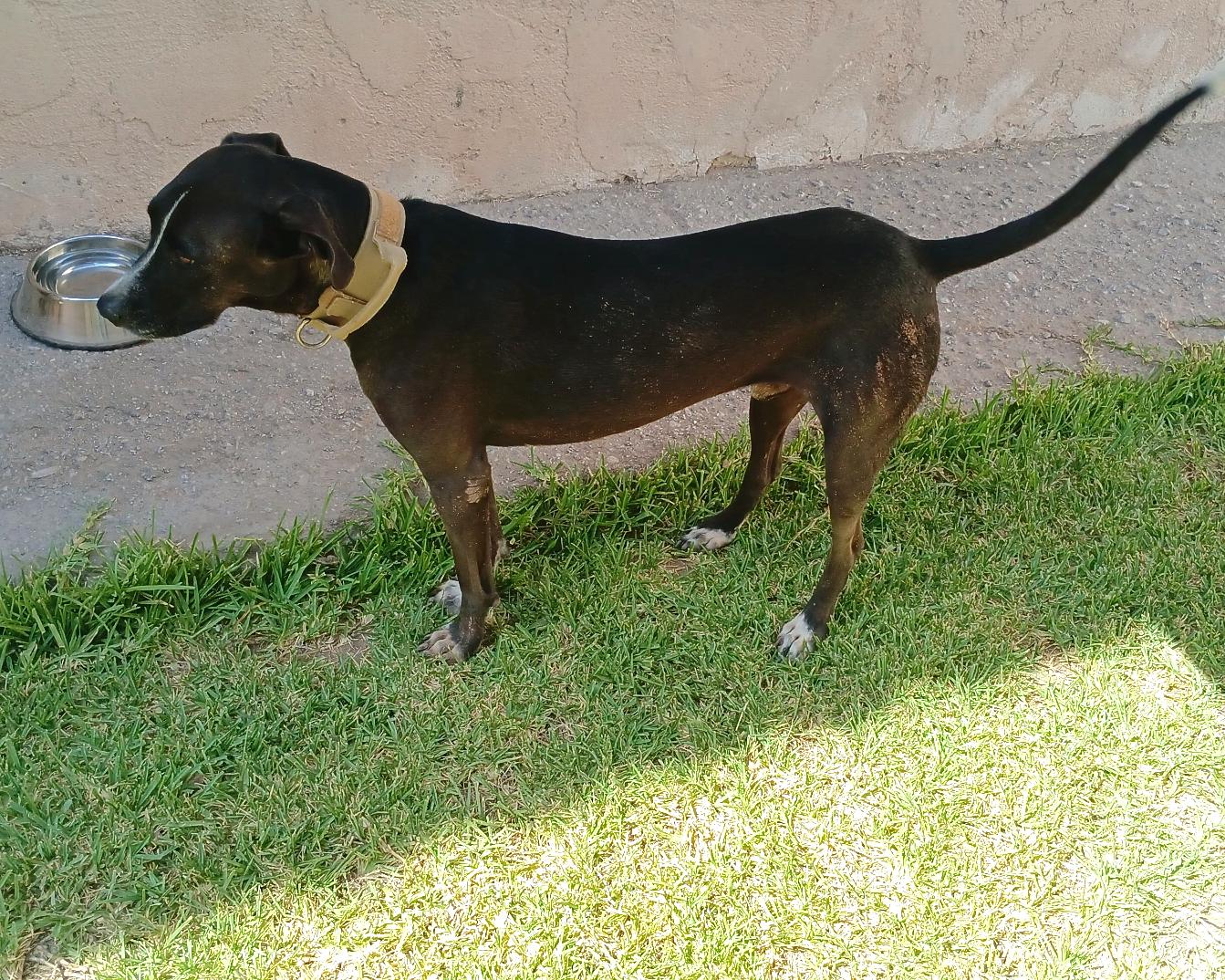 King Julien, an adoptable Hound in Mexicali, BCN, 21280 | Photo Image 4