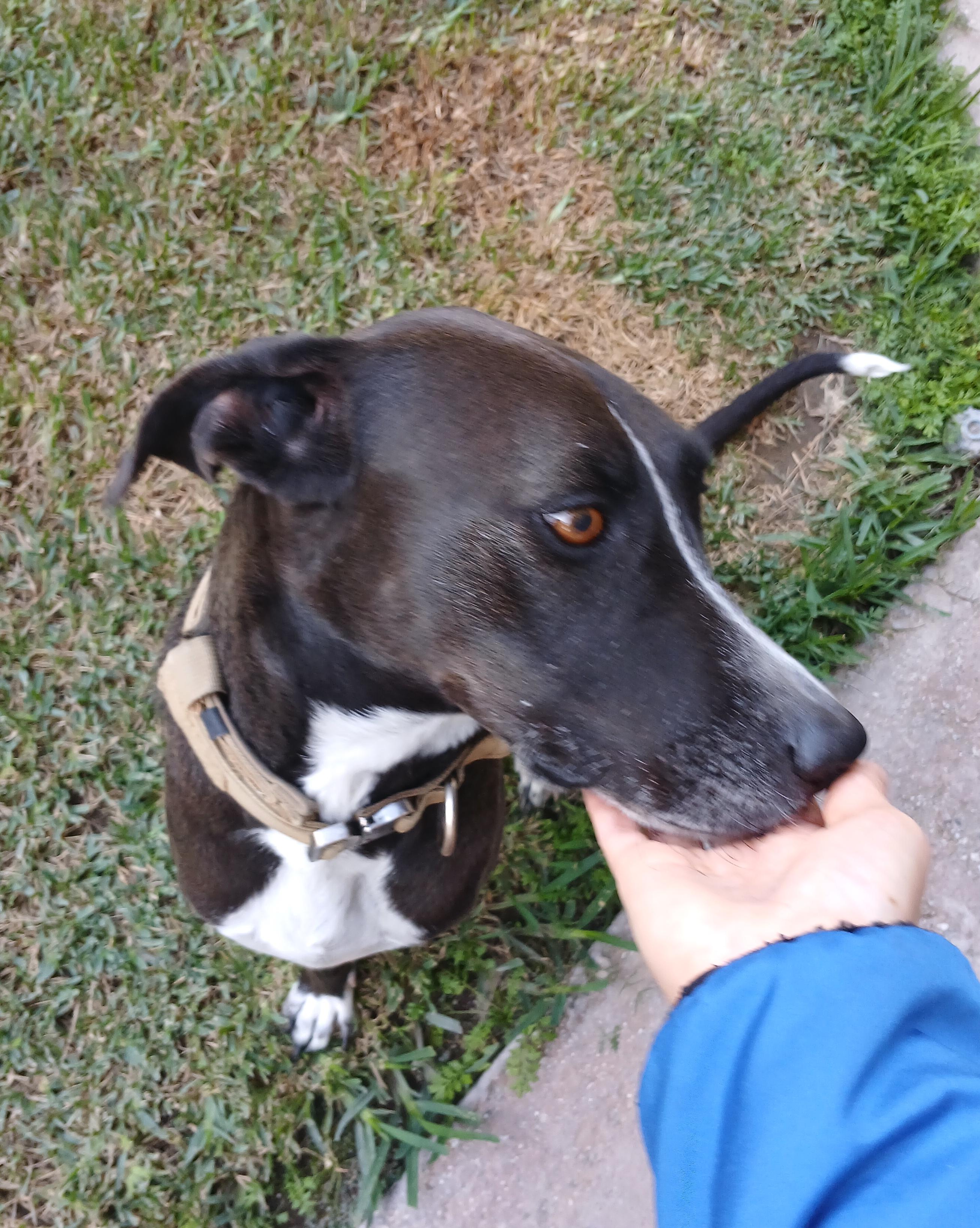 King Julien — thumbnail 4