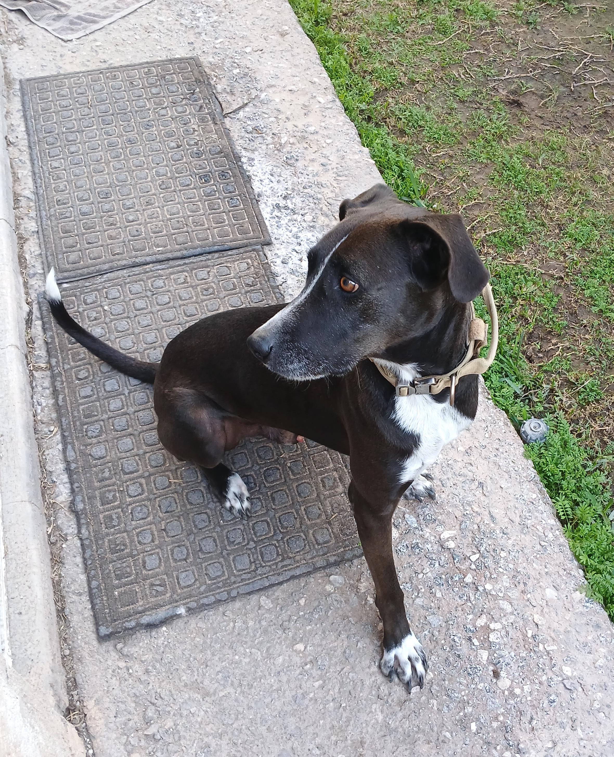 King Julien — thumbnail 5