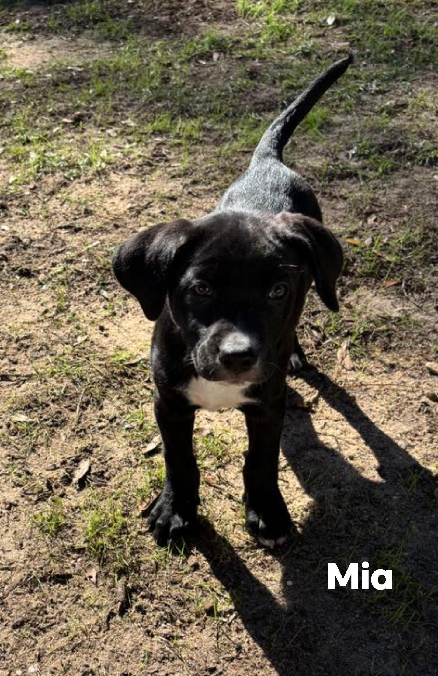 Enlarge MIA, a Adopted Black Labrador Retriever in Pace, FL image 1/1