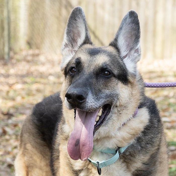 Doc Holiday, adopted, Senior Male German Shepherd Dog.