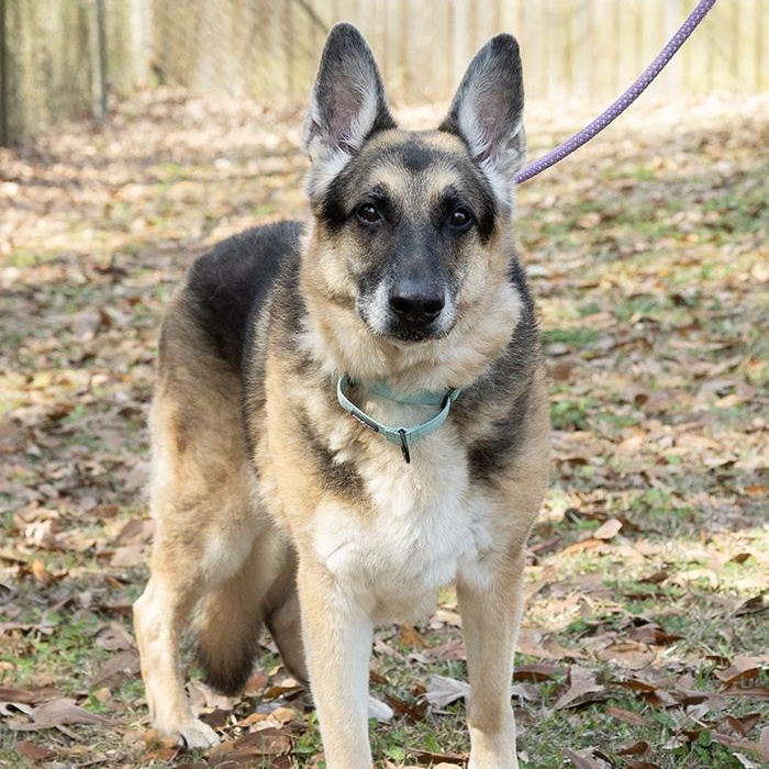 Enlarge Doc Holiday, an adopted German Shepherd Dog in Slidell, LA image 2/3