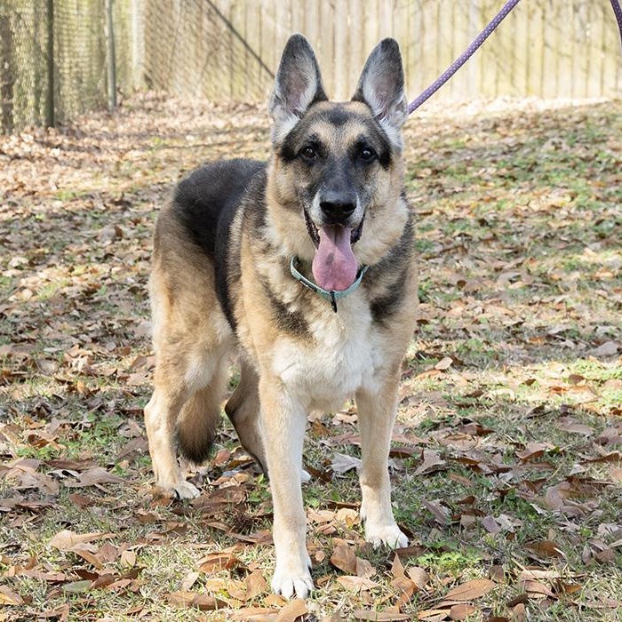 Enlarge Doc Holiday, an adopted German Shepherd Dog in Slidell, LA image 3/3