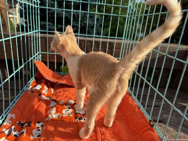 Ginger, a Adoptable Domestic Short Hair in Atwater, OH image 2/4