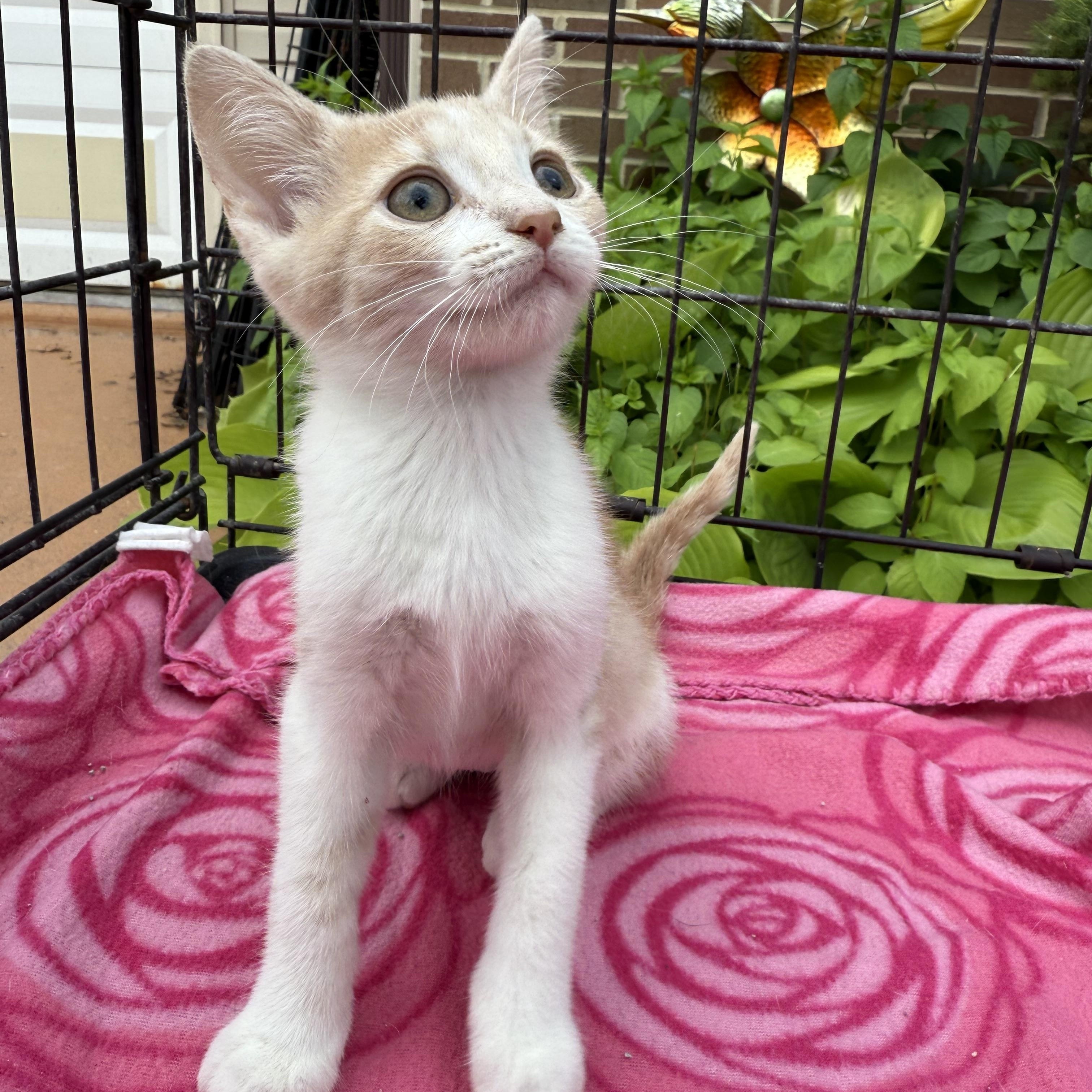 Ginger, a Adoptable Domestic Short Hair in Atwater, OH image 4/4