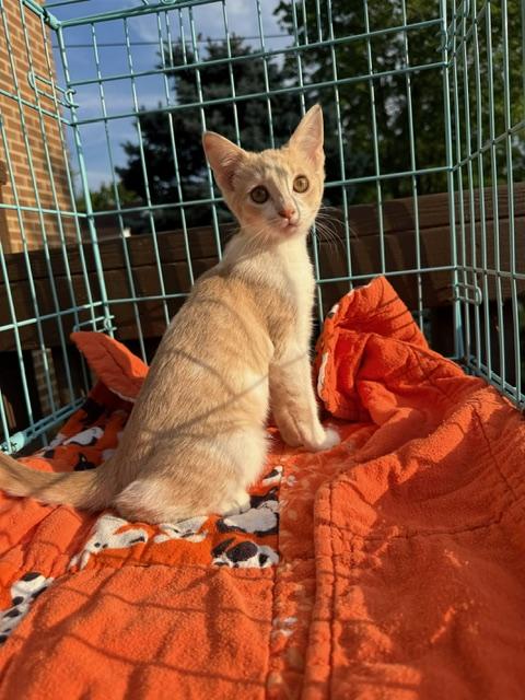 Ginger, a Adoptable Domestic Short Hair in Atwater, OH image 1/4