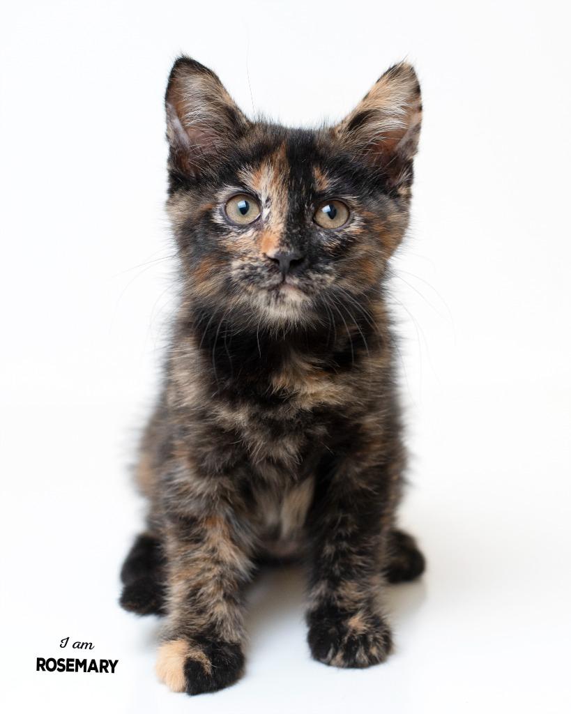 Rosemary, Adopted, Kitten Female Domestic Short Hair.