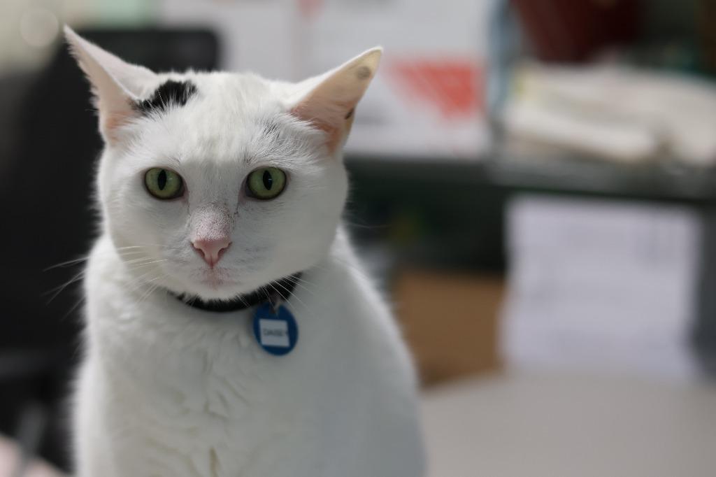 Daisy, Adoptable, Adult Female Domestic Short Hair.