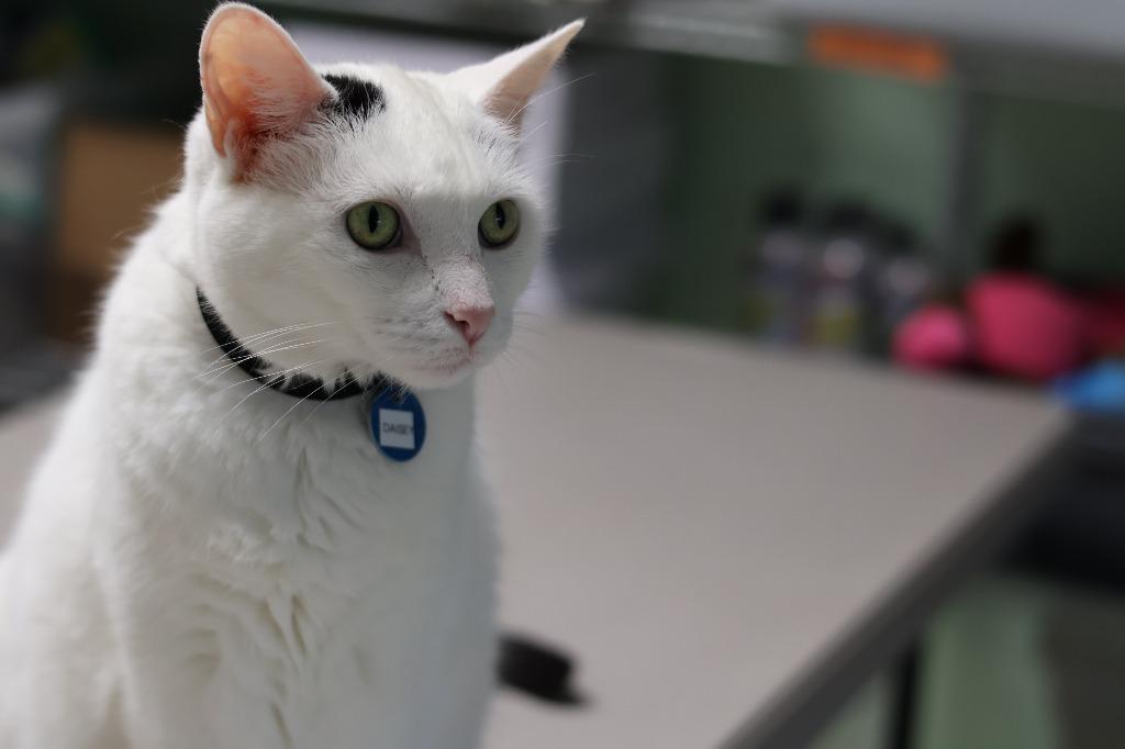 Enlarge Daisy, a Adoptable mixed breed in Hot Springs, AR image 2/3