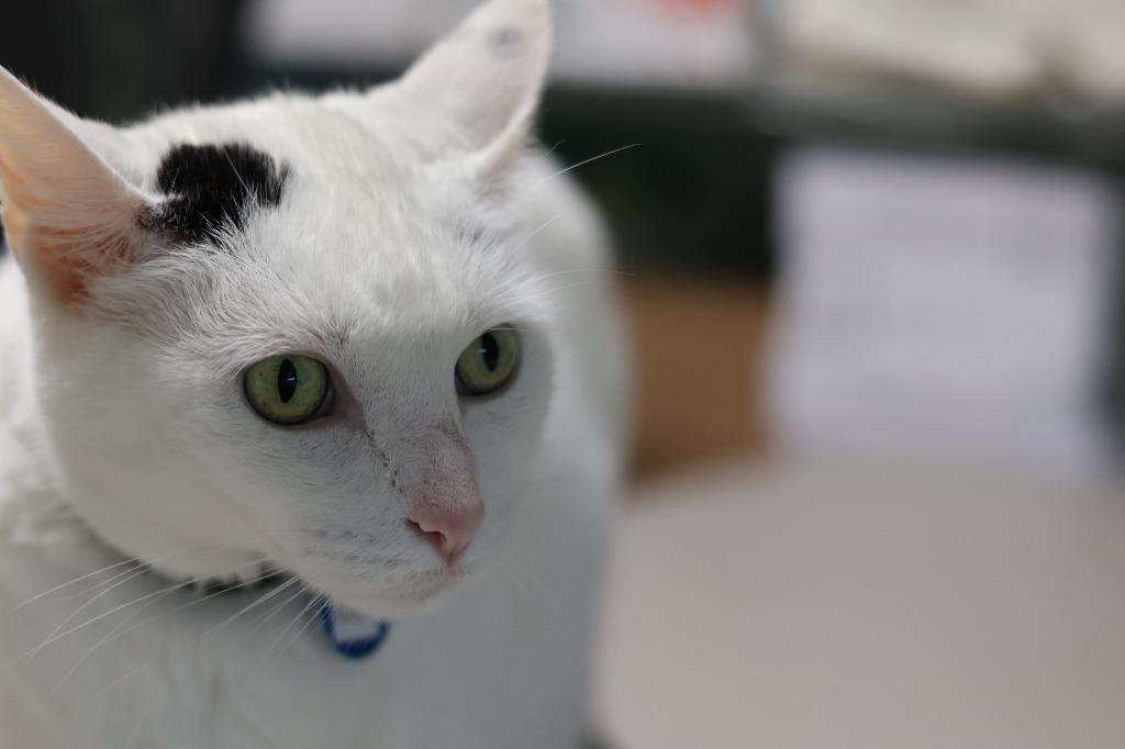 Enlarge Daisy, a Adoptable mixed breed in Hot Springs, AR image 3/3