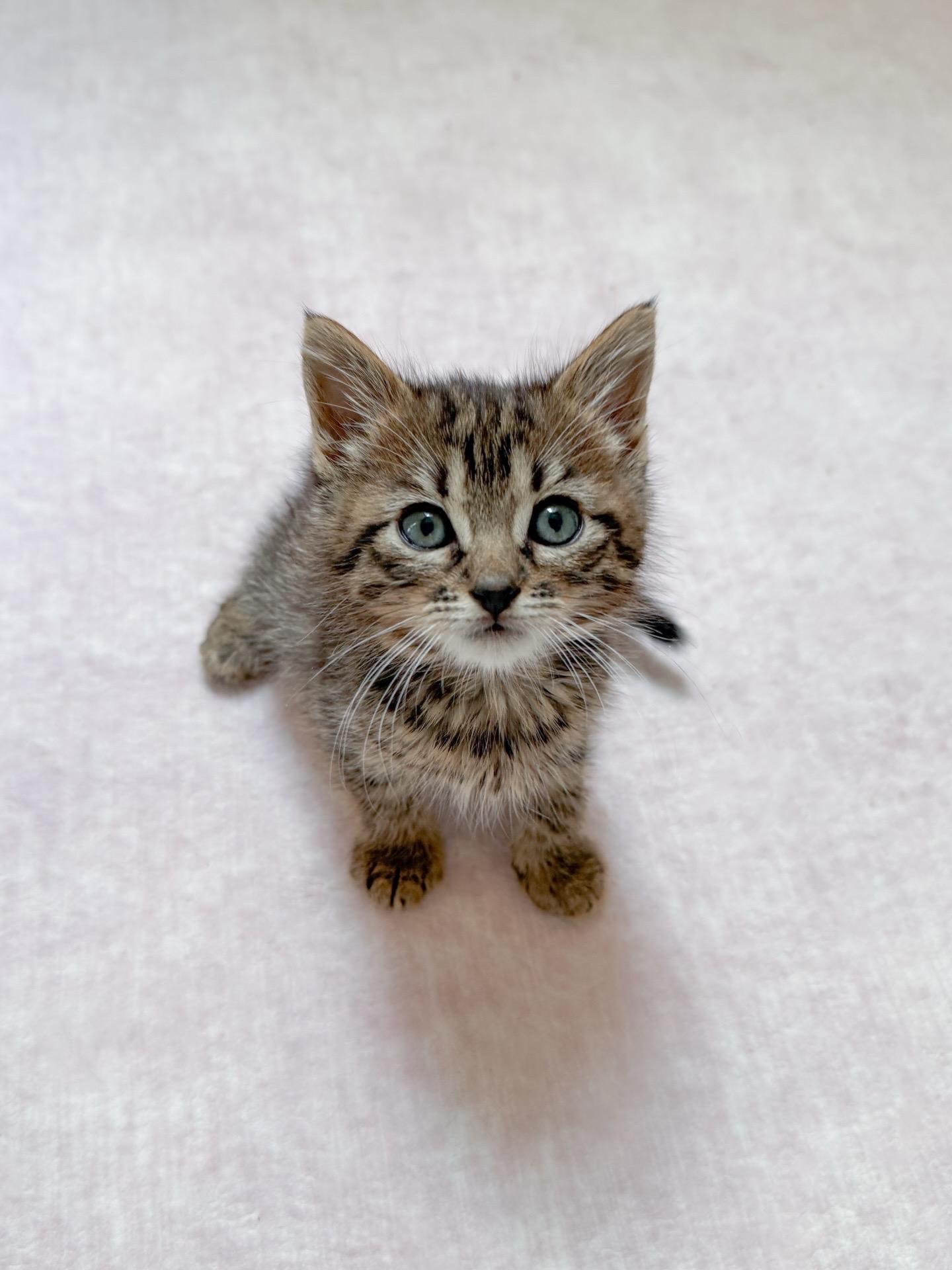 Enlarge Liam, a Adoptable Tabby in New Orleans, LA image 1/1