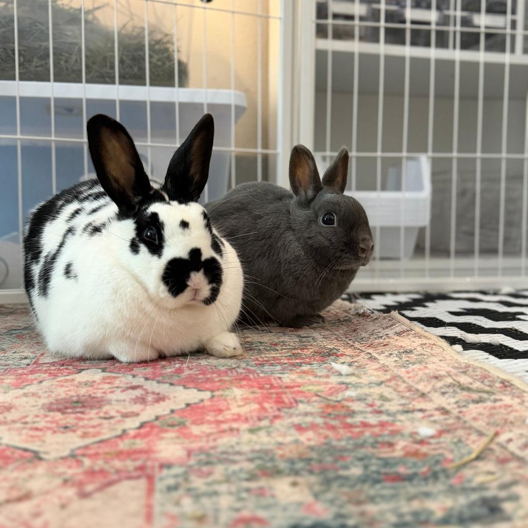 Enlarge Nelly (bonded with Buns), a Adoptable Dutch in Portland, OR image 1/6