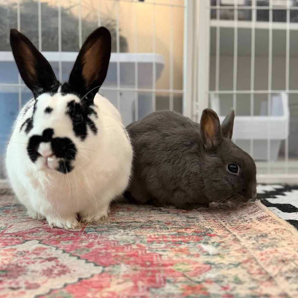 Enlarge Nelly (bonded with Buns), a Adoptable Dutch in Portland, OR image 6/6