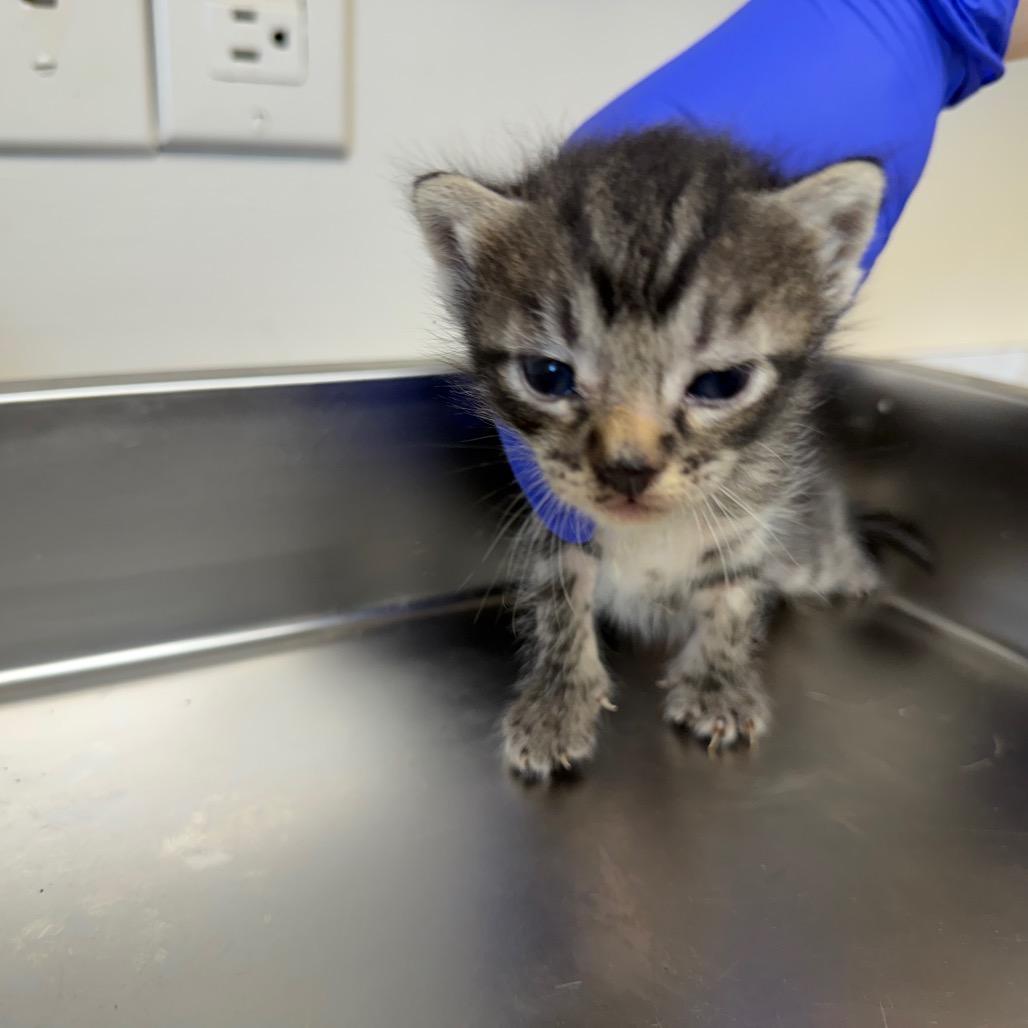 TUSC-Stray-83596_2_3