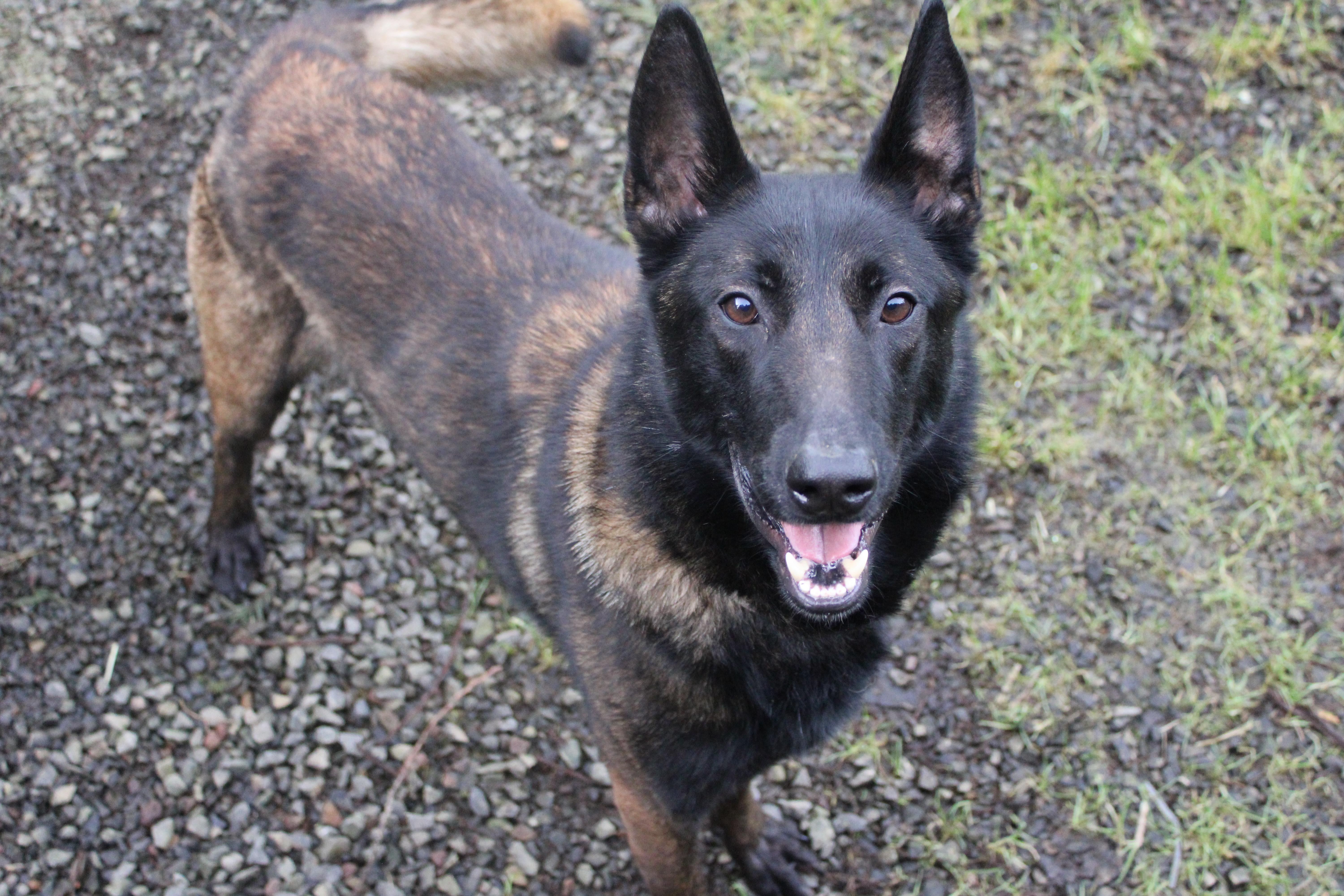 Enlarge Hank, a ADOPTABLE Belgian Shepherd / Malinois in Tillamook, OR image 1/6