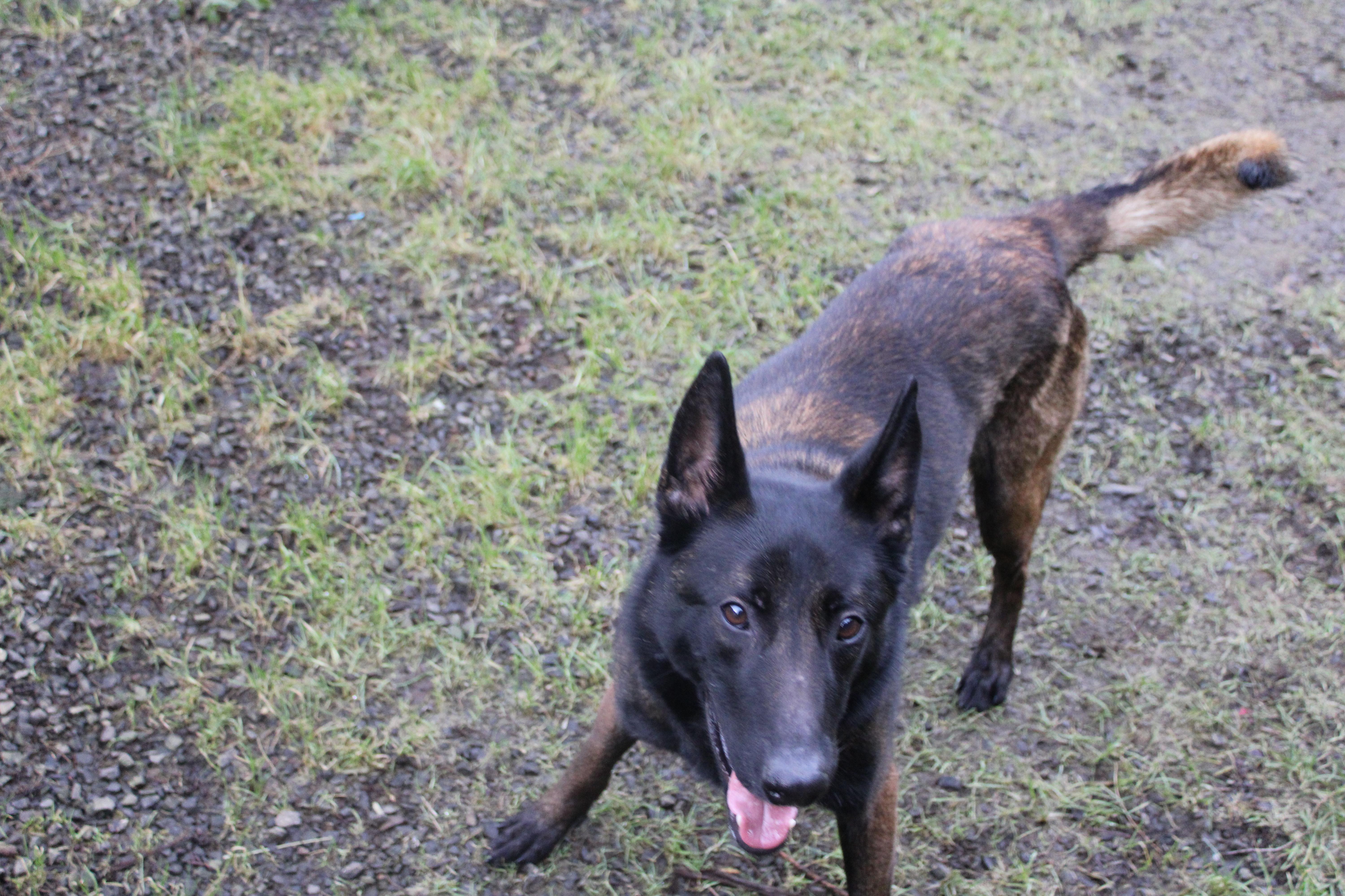 Enlarge Hank, a ADOPTABLE Belgian Shepherd / Malinois in Tillamook, OR image 6/6