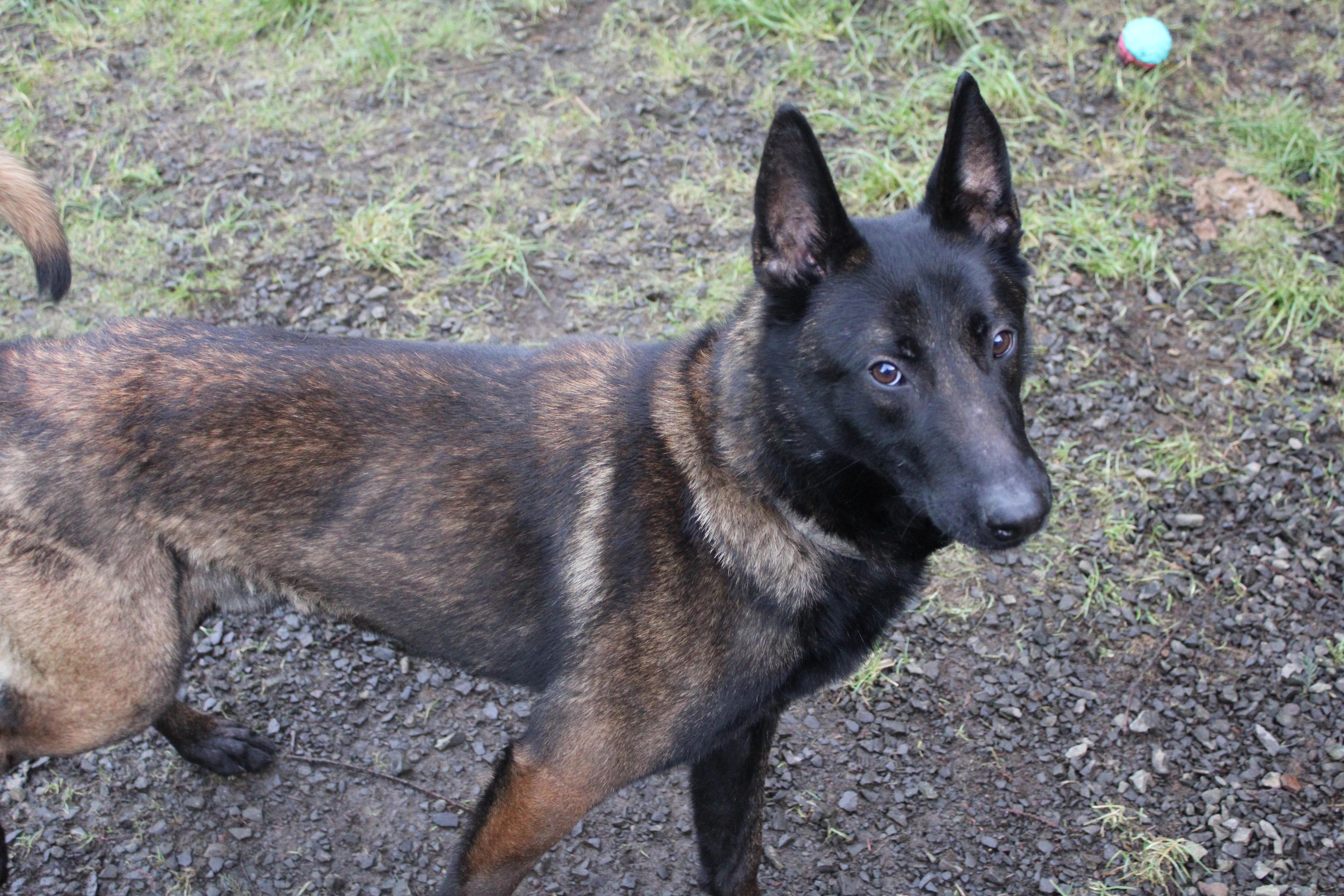 Enlarge Hank, a ADOPTABLE Belgian Shepherd / Malinois in Tillamook, OR image 4/6