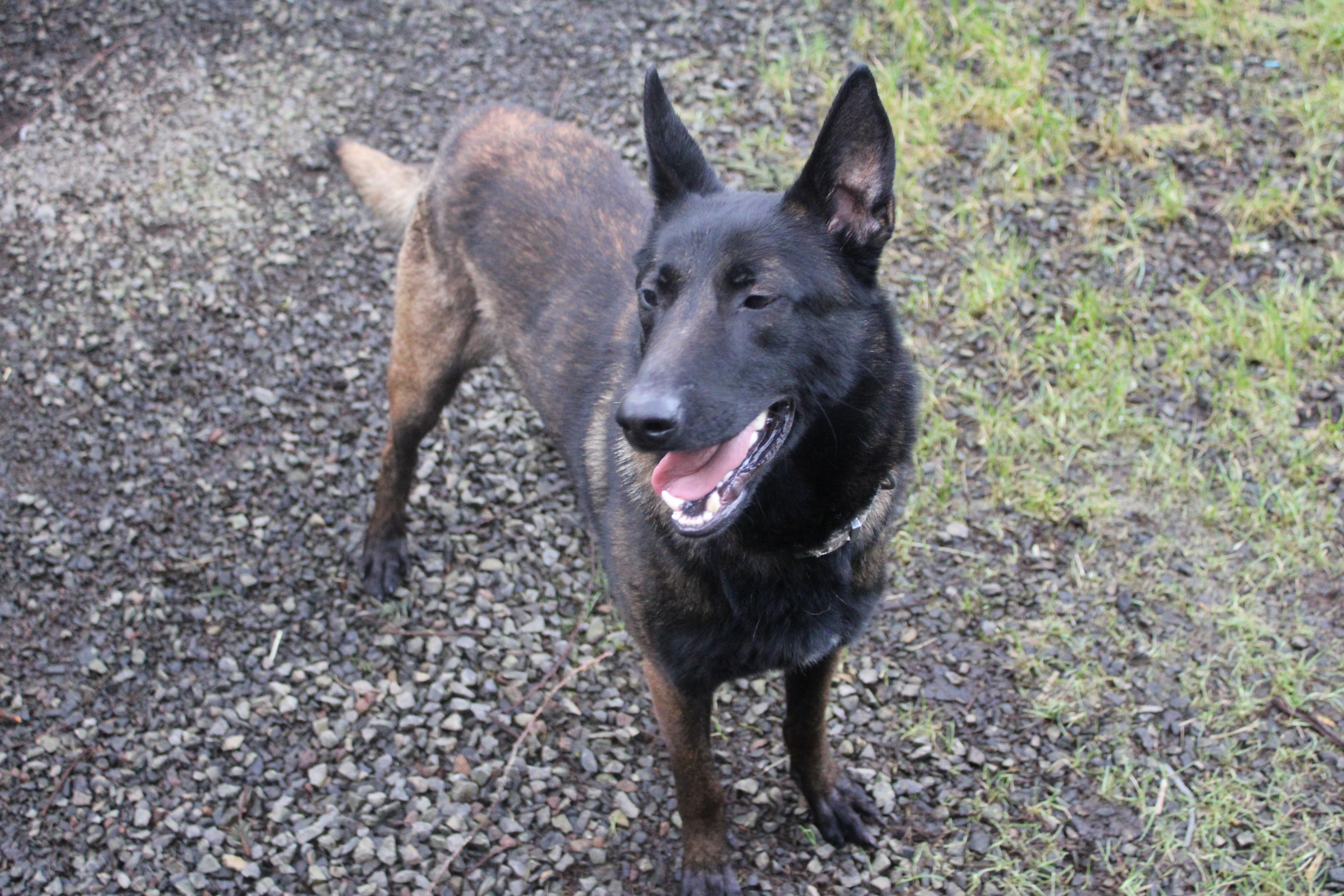 Enlarge Hank, a ADOPTABLE Belgian Shepherd / Malinois in Tillamook, OR image 5/6