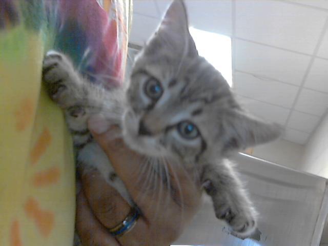 Enlarge TOAST, a Adoptable Domestic Short Hair in Fayetteville, NC image 1/1