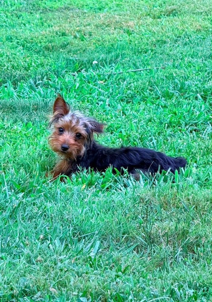 Jumbo, Adoptable, Puppy Male Yorkshire Terrier.