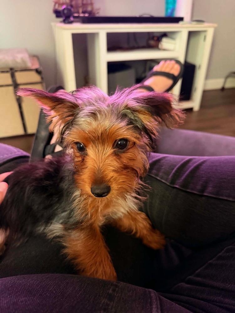 Enlarge Jumbo, a Adoptable Yorkshire Terrier in Vienna , VA image 2/3