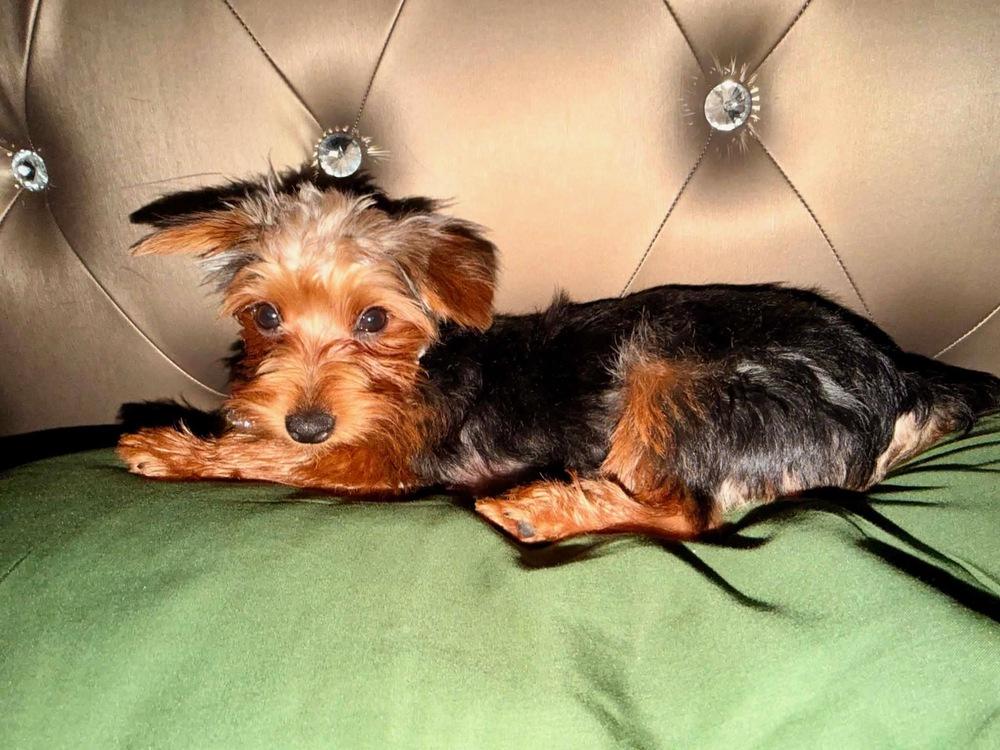 Enlarge Jumbo, a Adoptable Yorkshire Terrier in Vienna , VA image 3/3