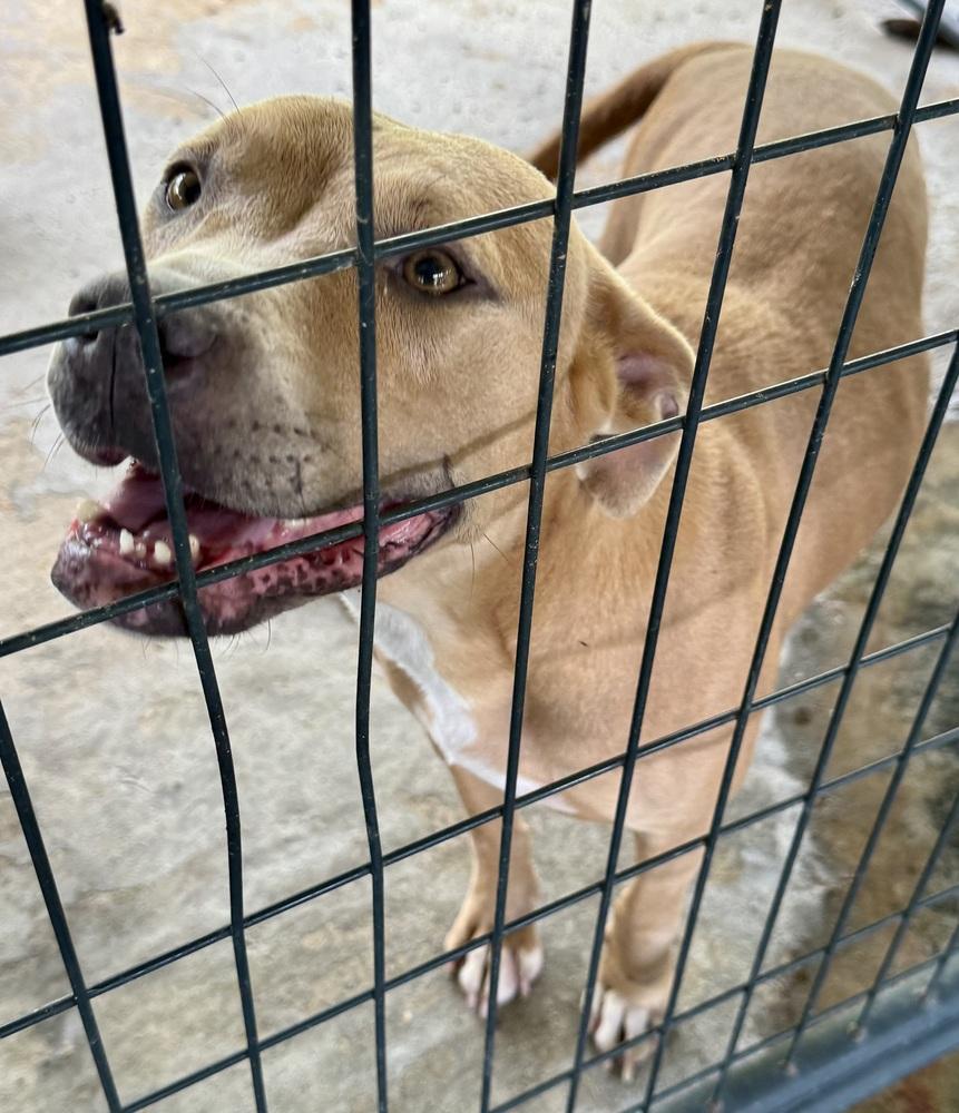 Lacy, Adoptable, Adult Female Hound.