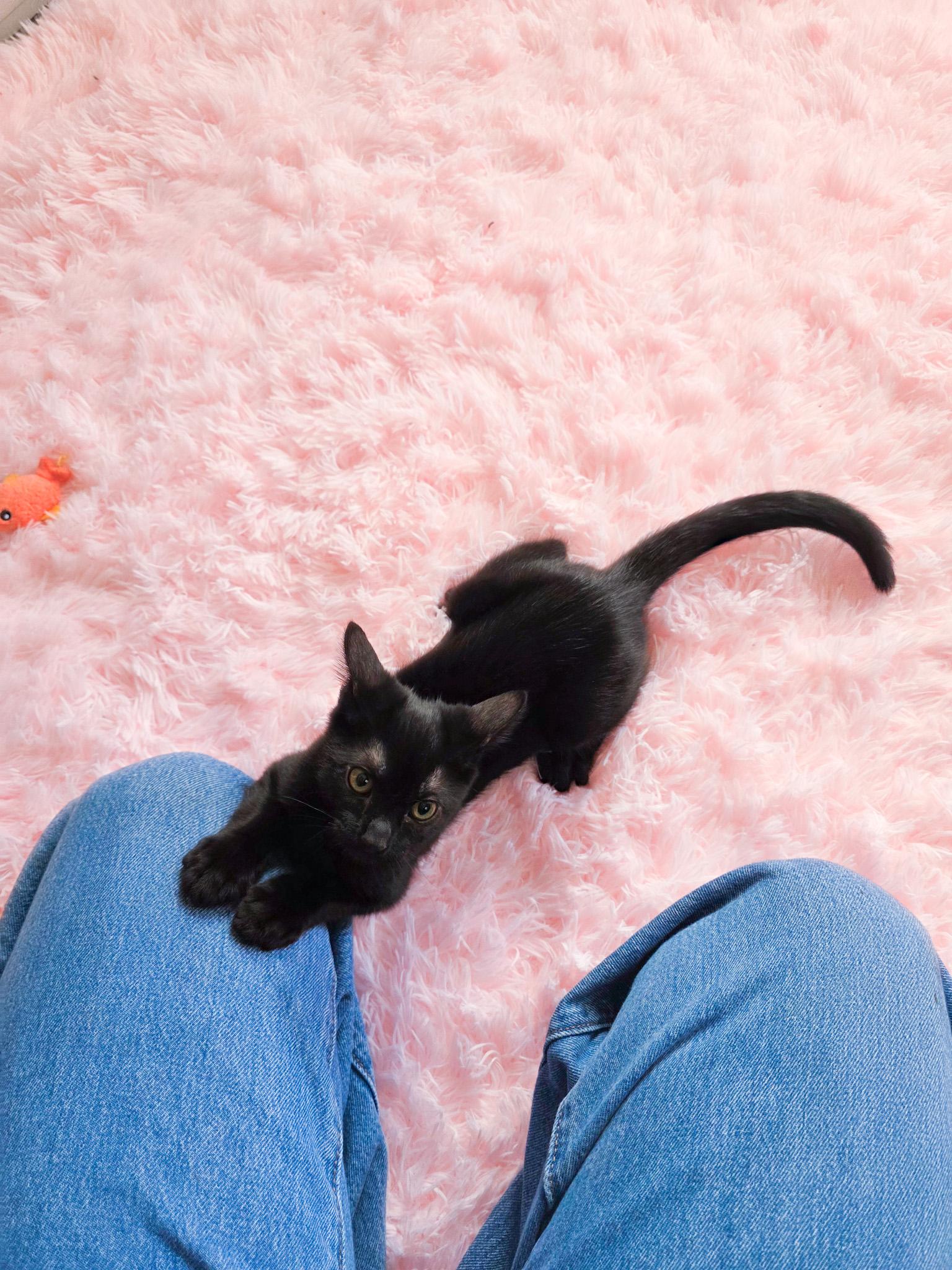 Enlarge Disco, a Adoptable Domestic Short Hair in New Orleans, LA image 1/1