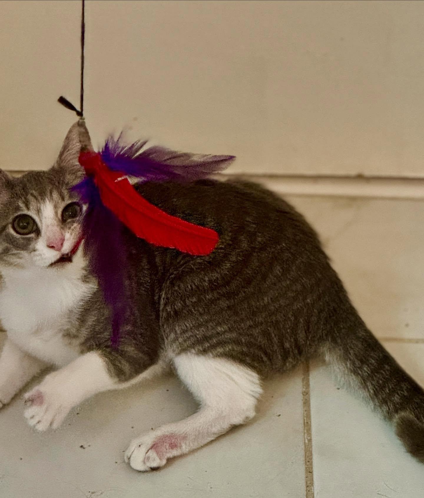 Java, a Adoptable mixed breed in Raleigh, NC image 2/5