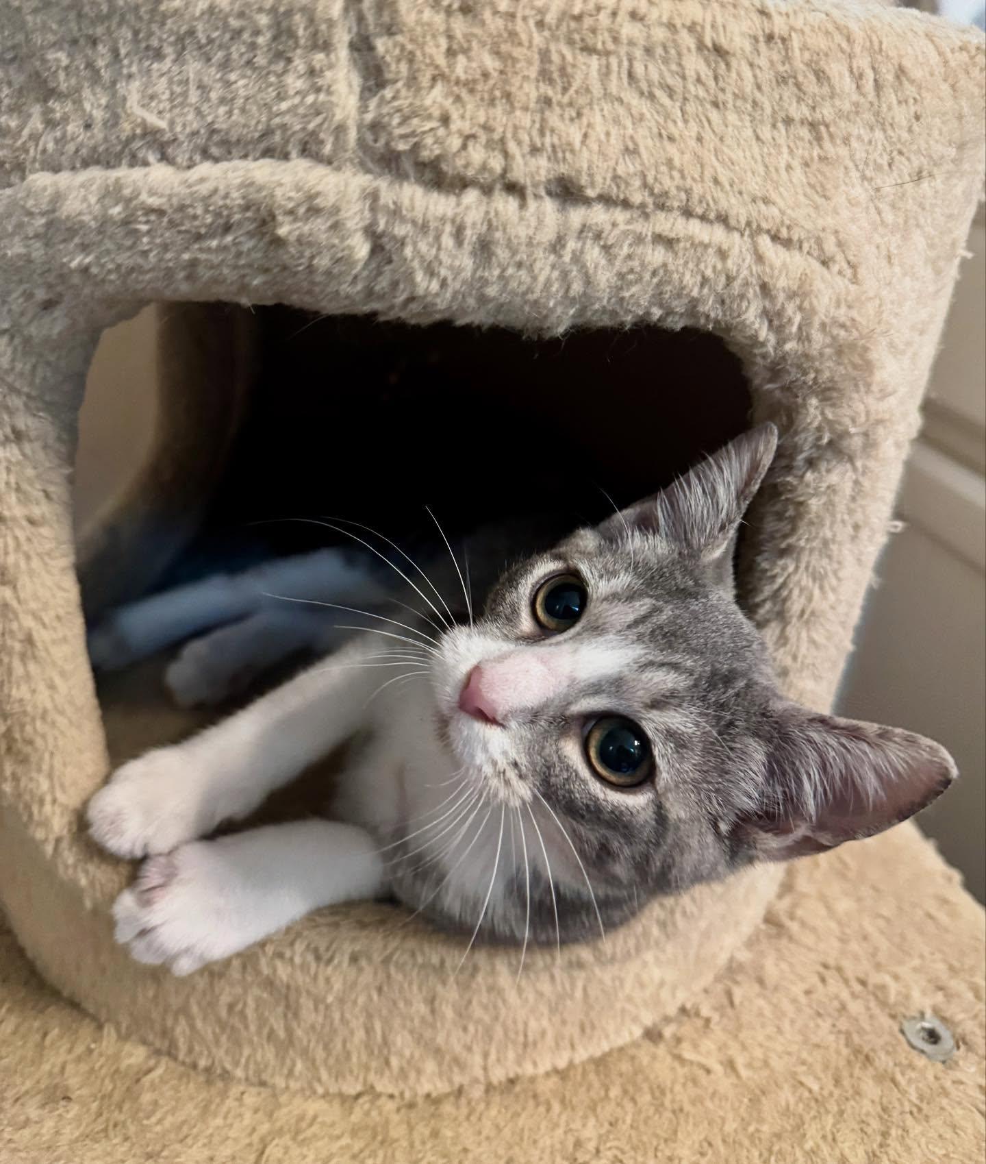 Java, a Adoptable mixed breed in Raleigh, NC image 3/5