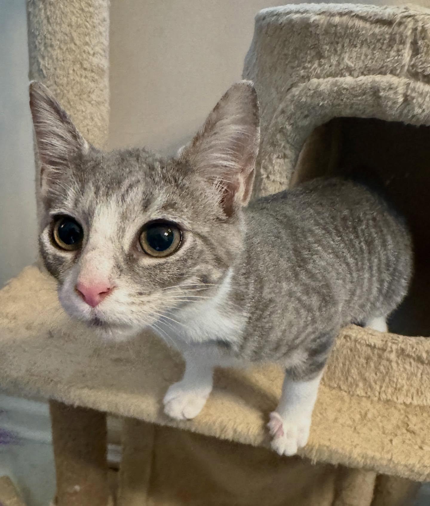 Java, a Adoptable mixed breed in Raleigh, NC image 4/5