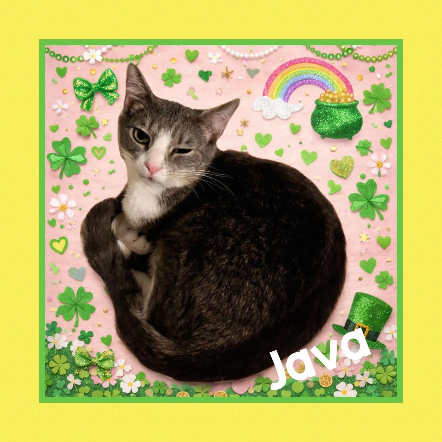 Enlarge Java, an adoptable mixed breed in Raleigh, NC image 1/6