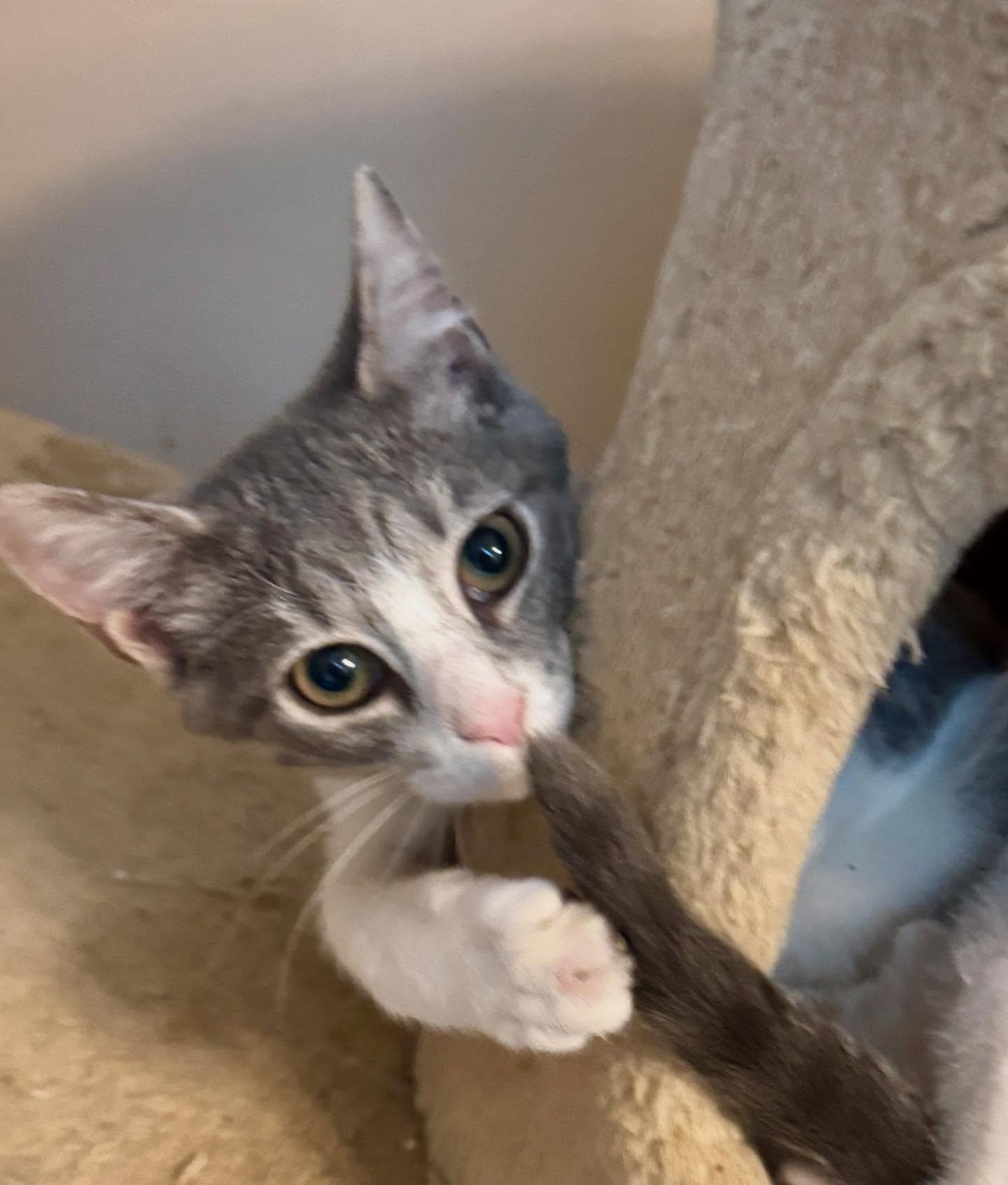 Java, a Adoptable mixed breed in Raleigh, NC image 5/5