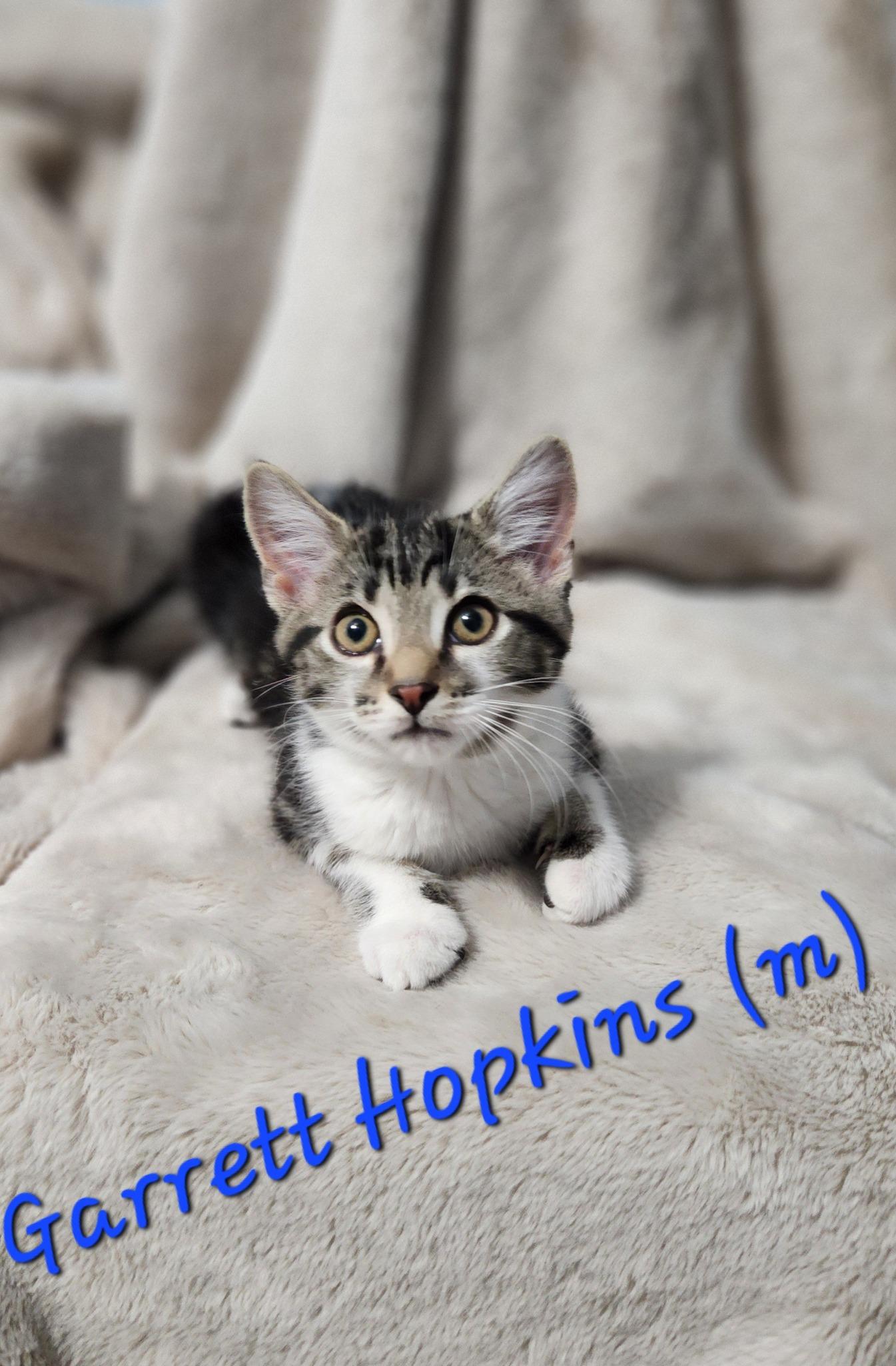 Garrett Hopkins, Baby Male Domestic Short Hair