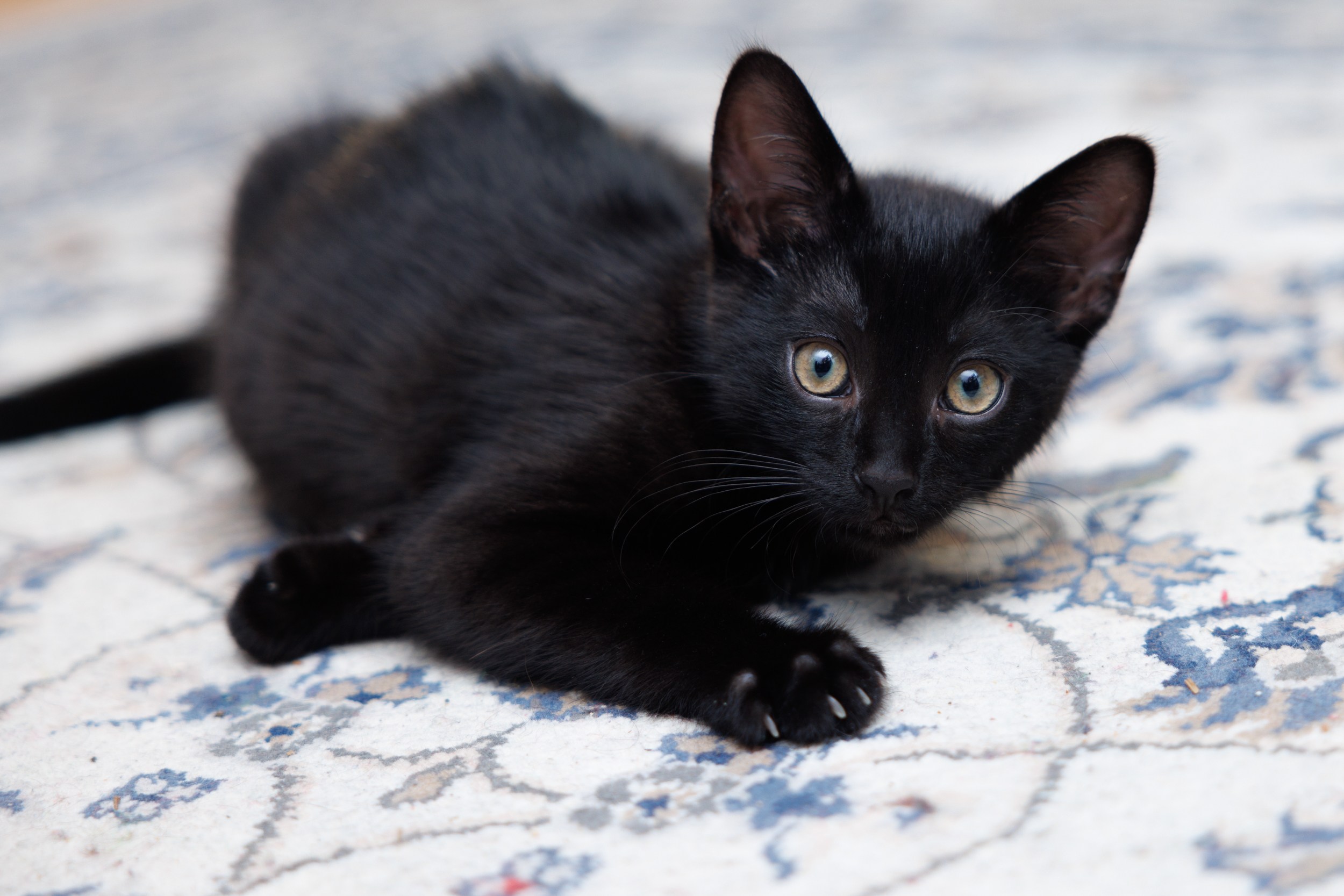 Enlarge Churchill, a Adopted Domestic Short Hair in Montreal, QC image 1/4