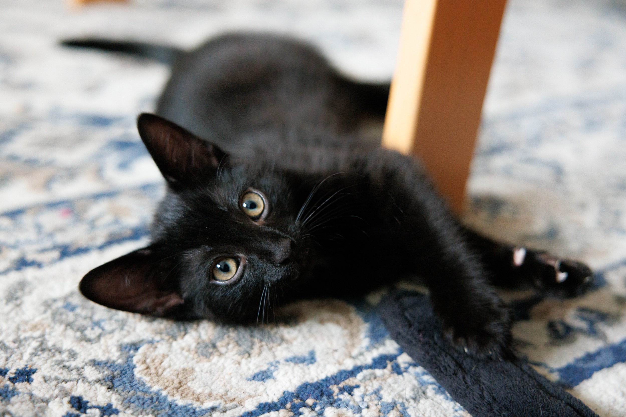 Enlarge Churchill, a Adopted Domestic Short Hair in Montreal, QC image 2/4